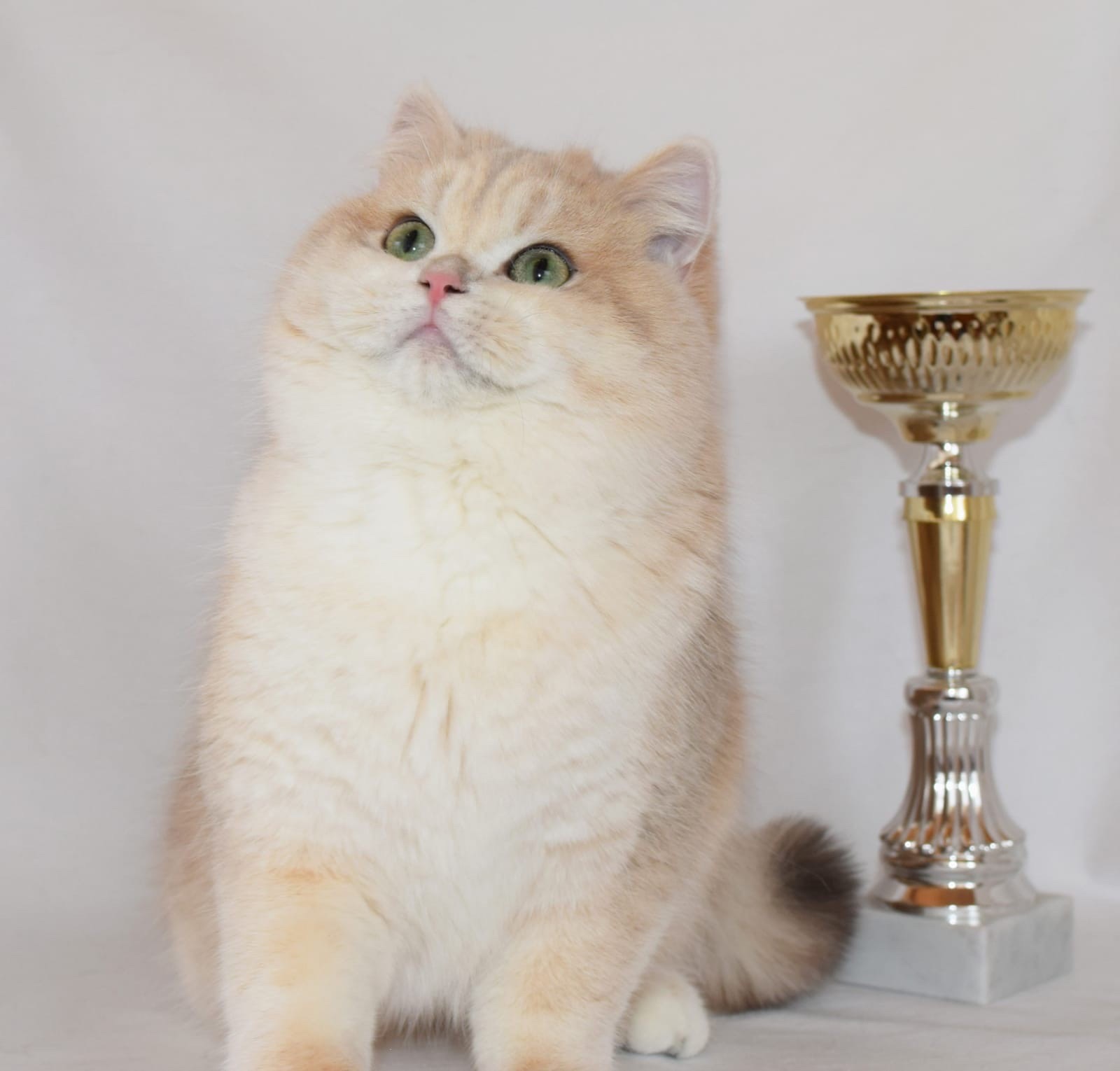 PRINCELY-GIFT SIR DAVID BECKHAM