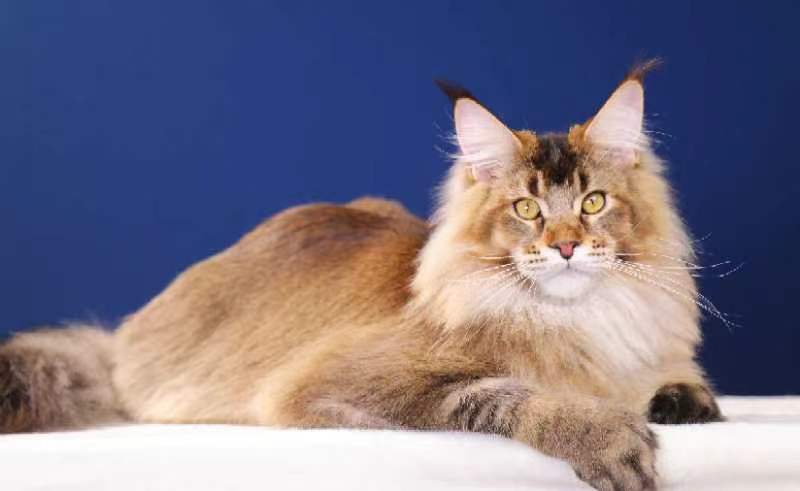 Foveam Forever ChengShuang