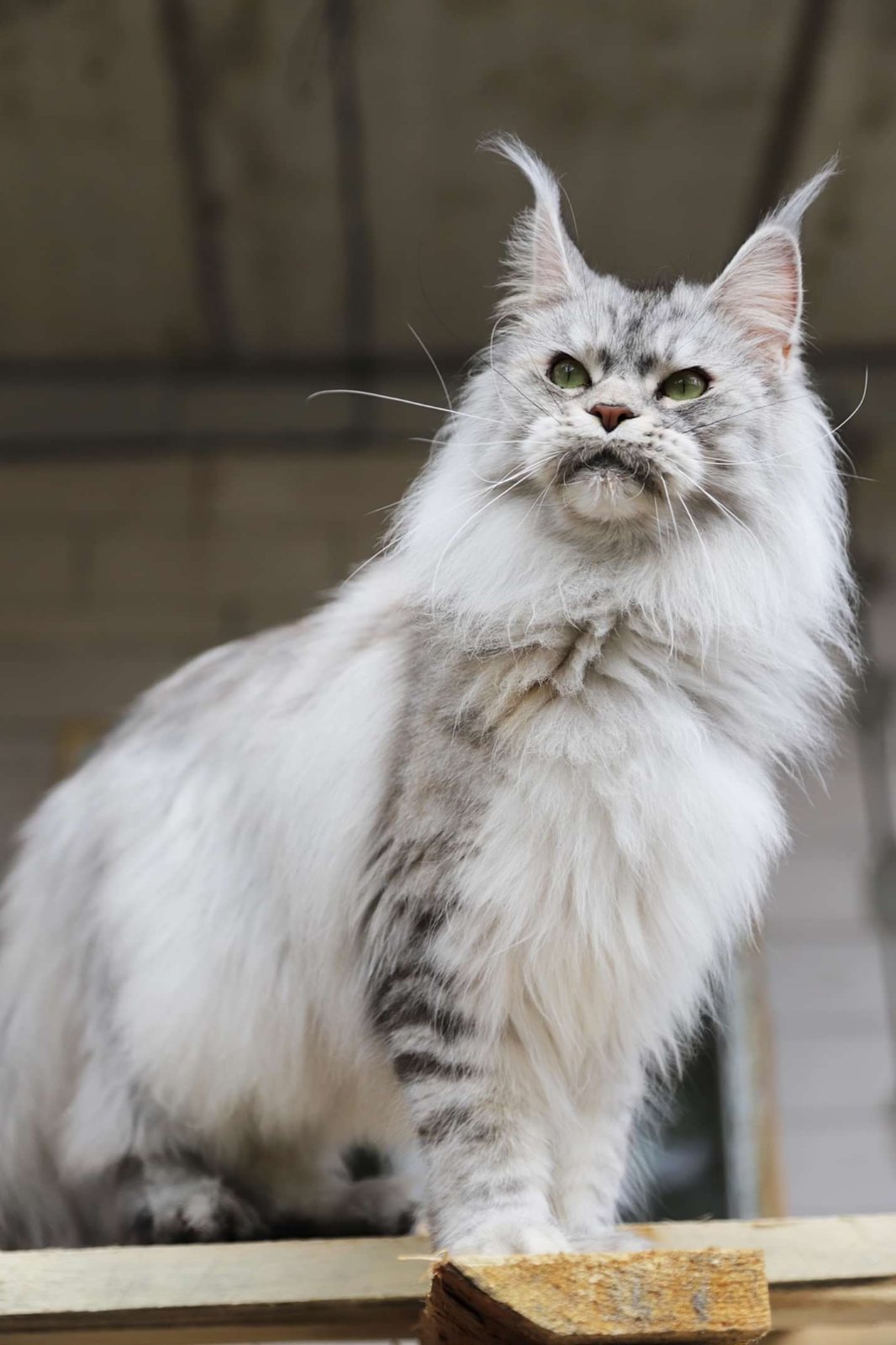 Daenerys Bastetto*UA