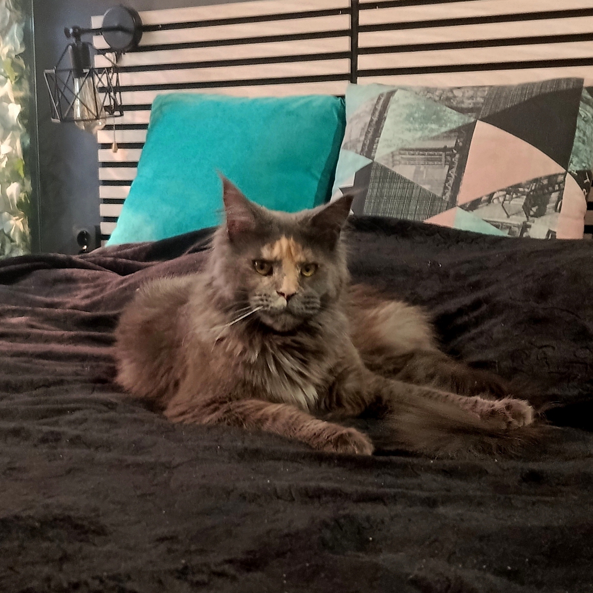 CH. Tajra Caring World