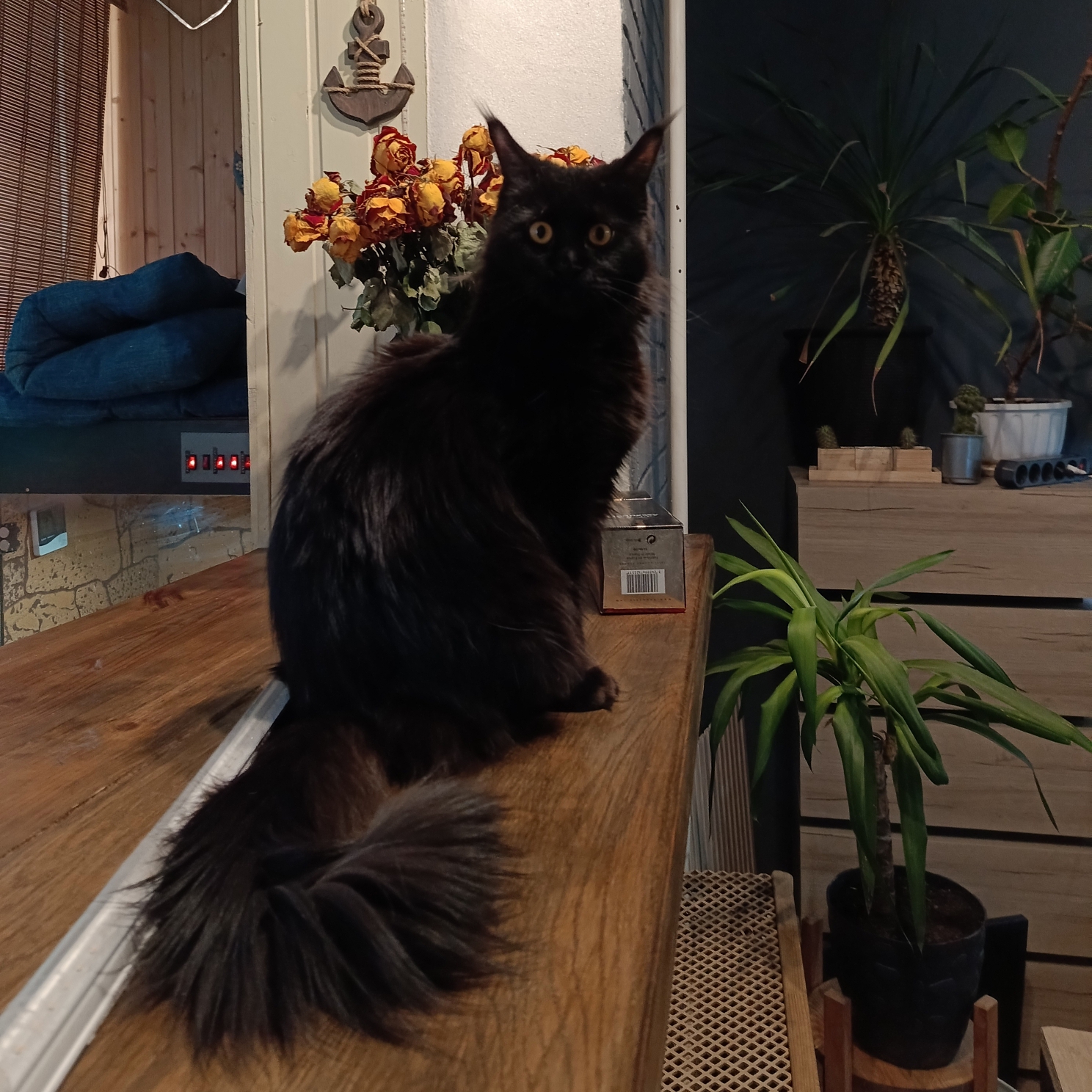 CH. Brash n roses Izabella