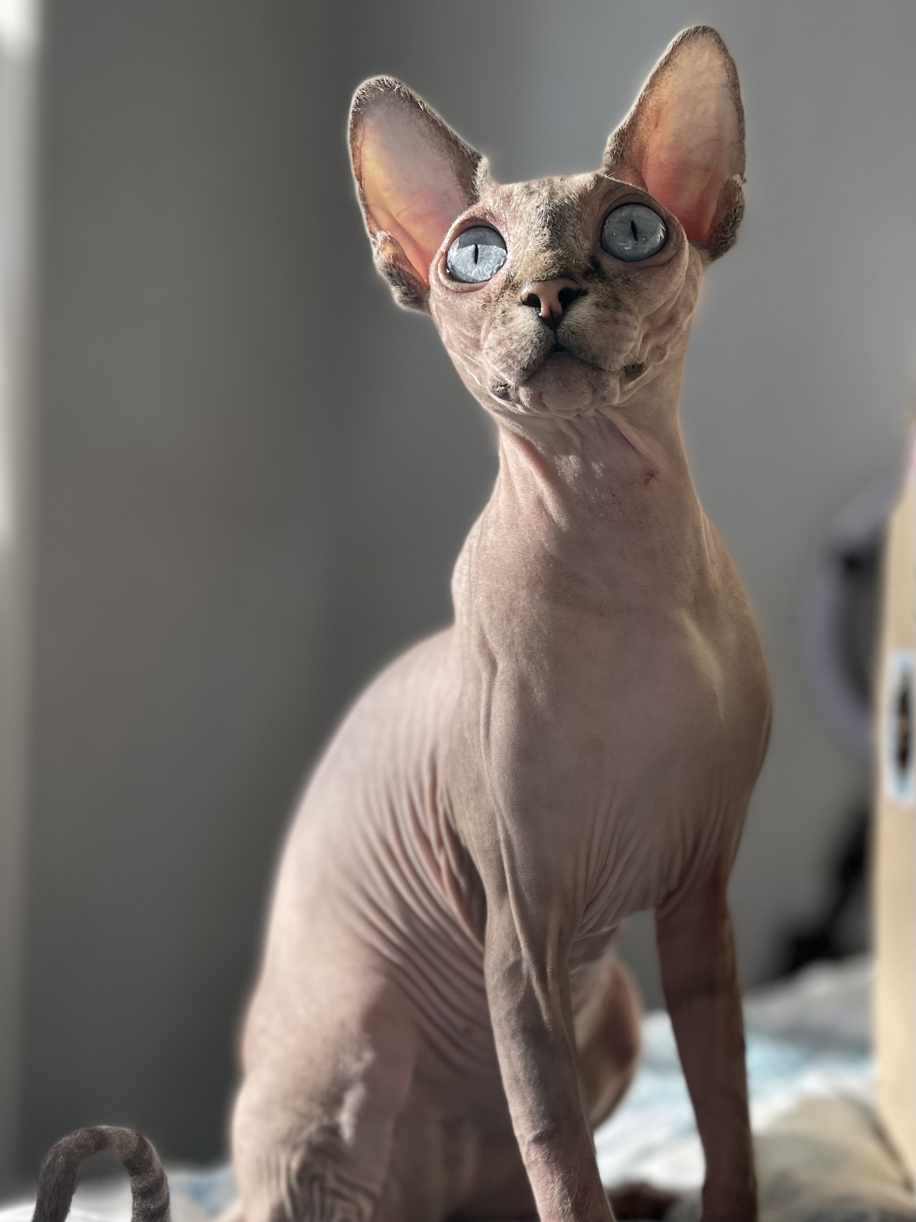 CH. Iris Ukrainian Malva