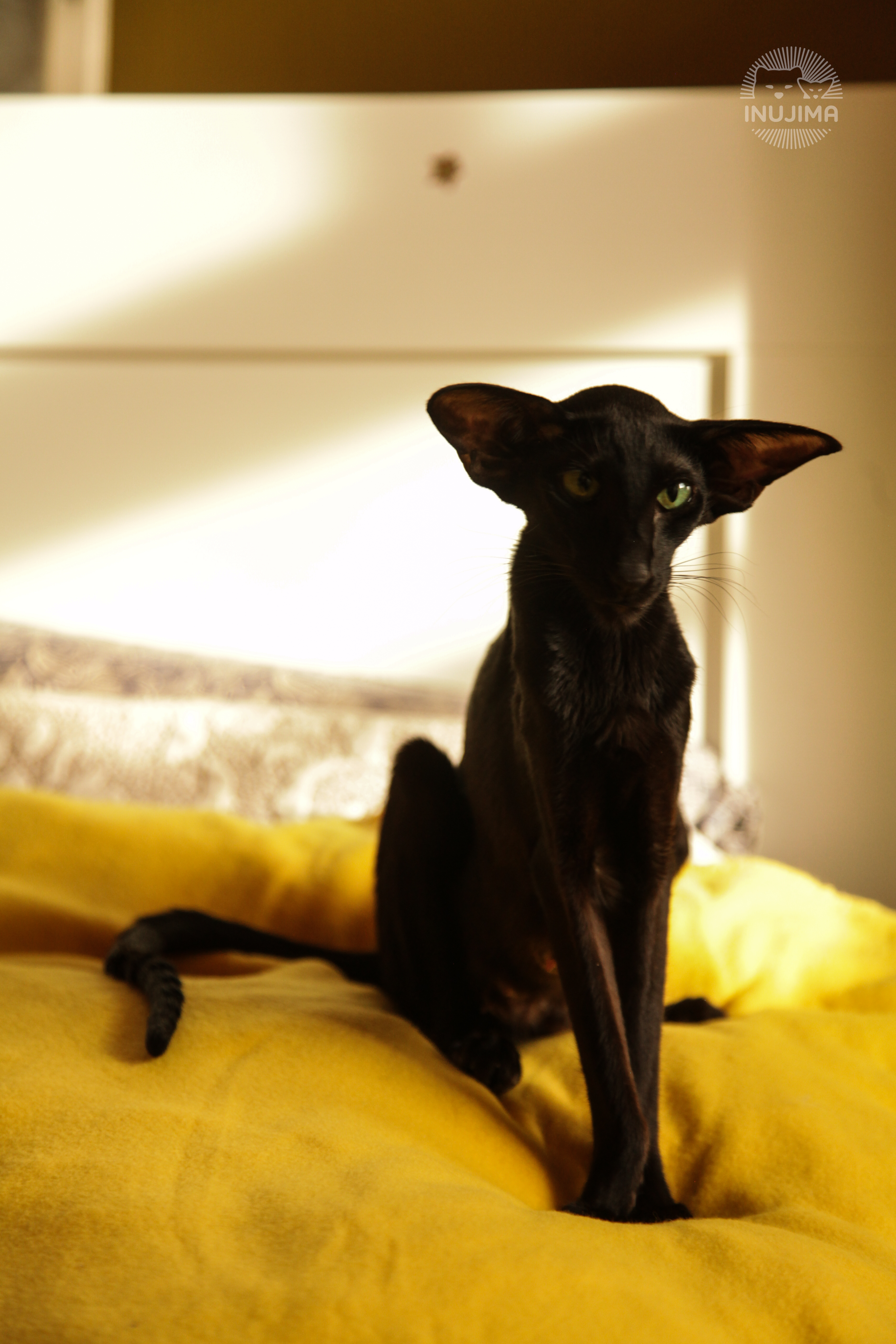 CH. Yamalla Rytų Tyra