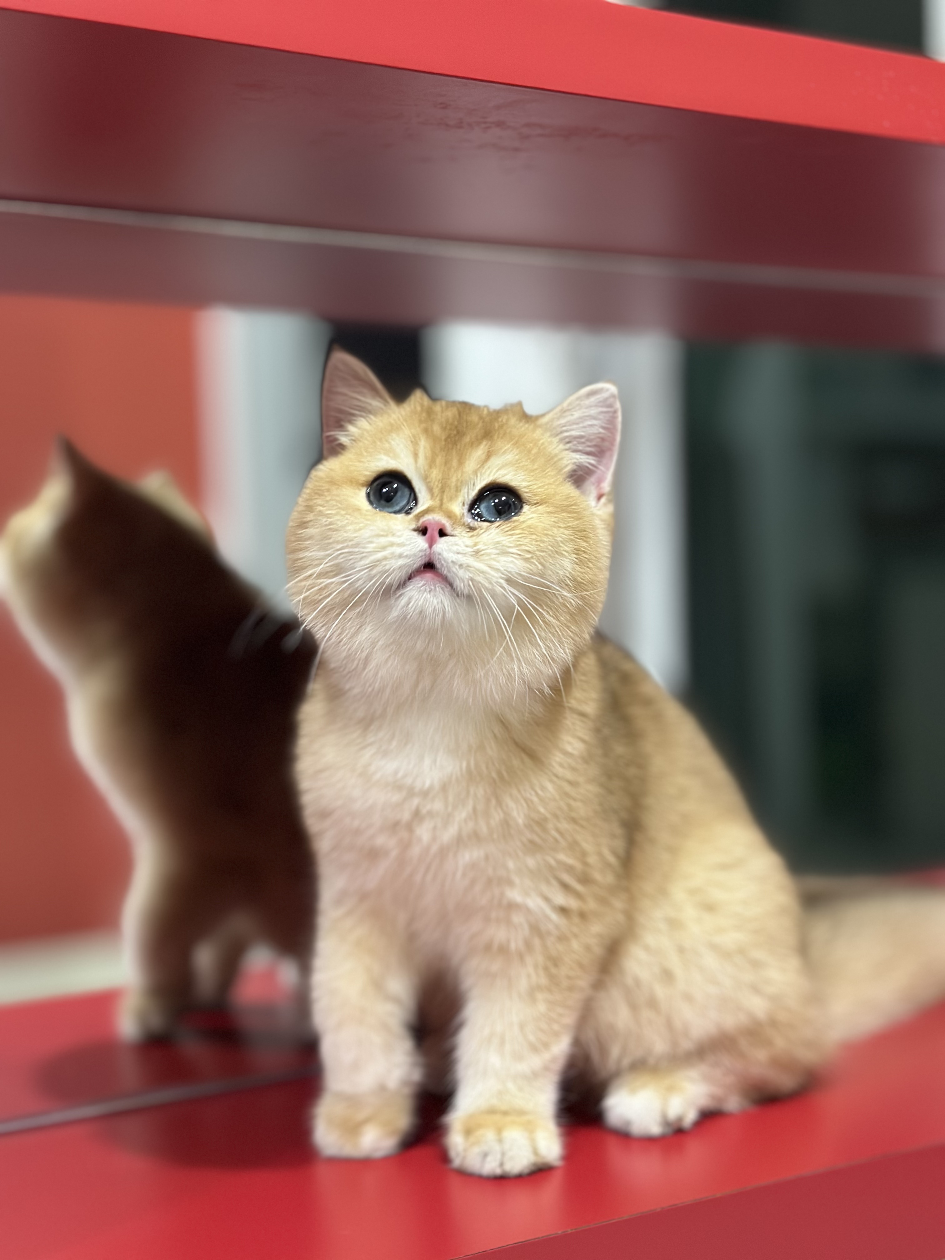 KCH. Asolugold *MY Kiwi