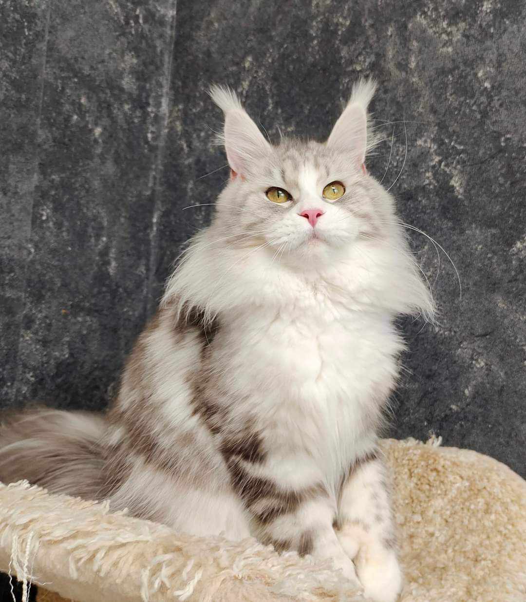 CH. Sarmatcoon Lilit of Andalmere