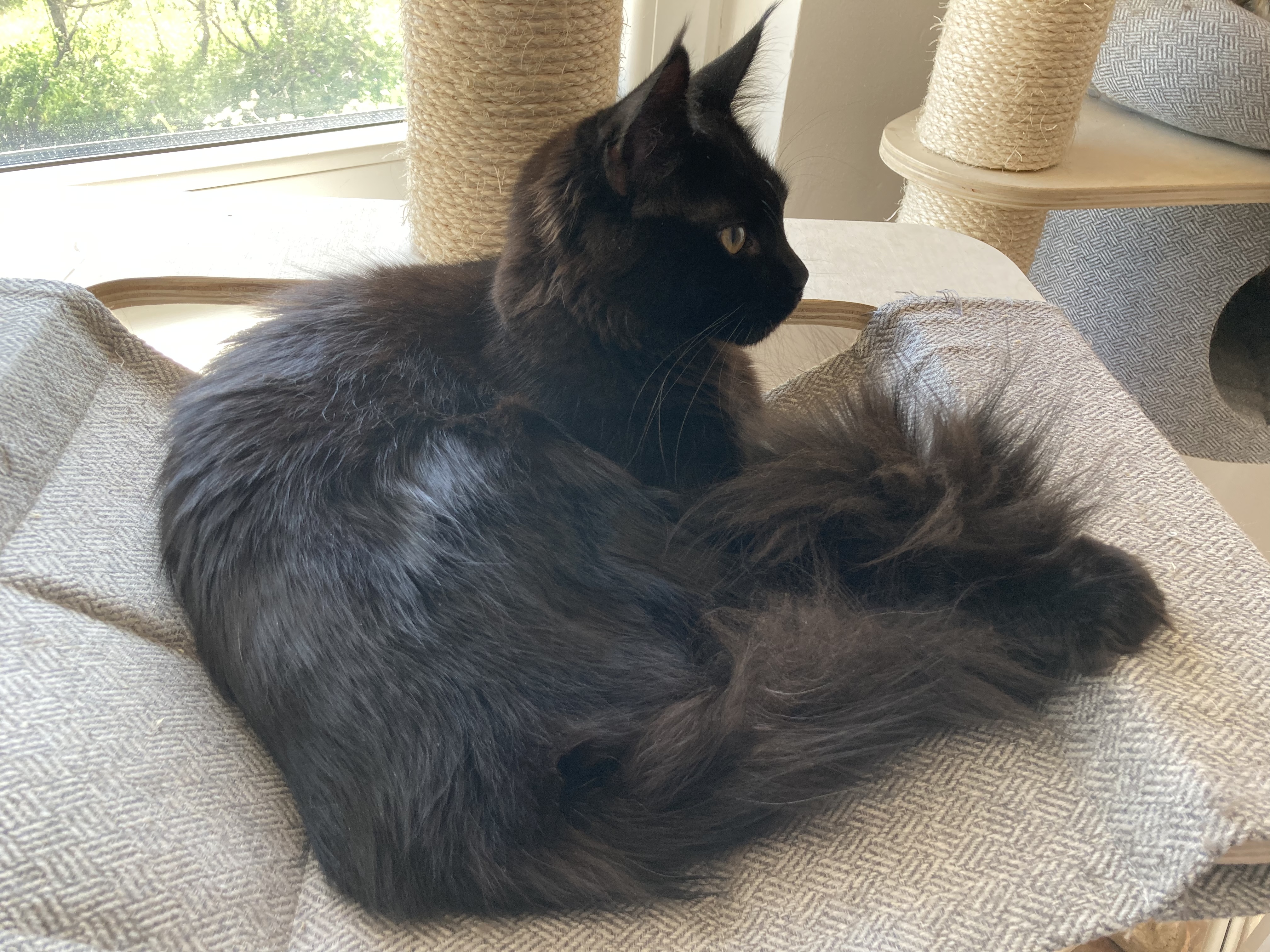 CH. Eve Tender Lynx Bulgaria