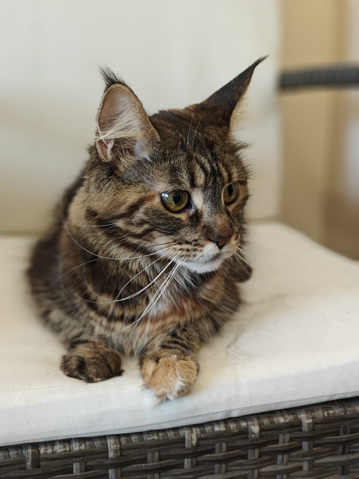 CH. Milana Shaggy Tail