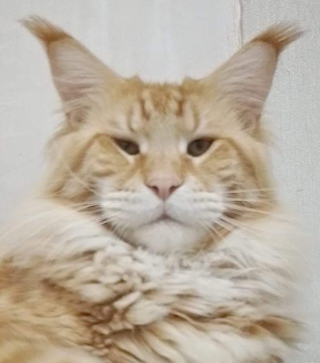 CH. Peter I Volga Pride