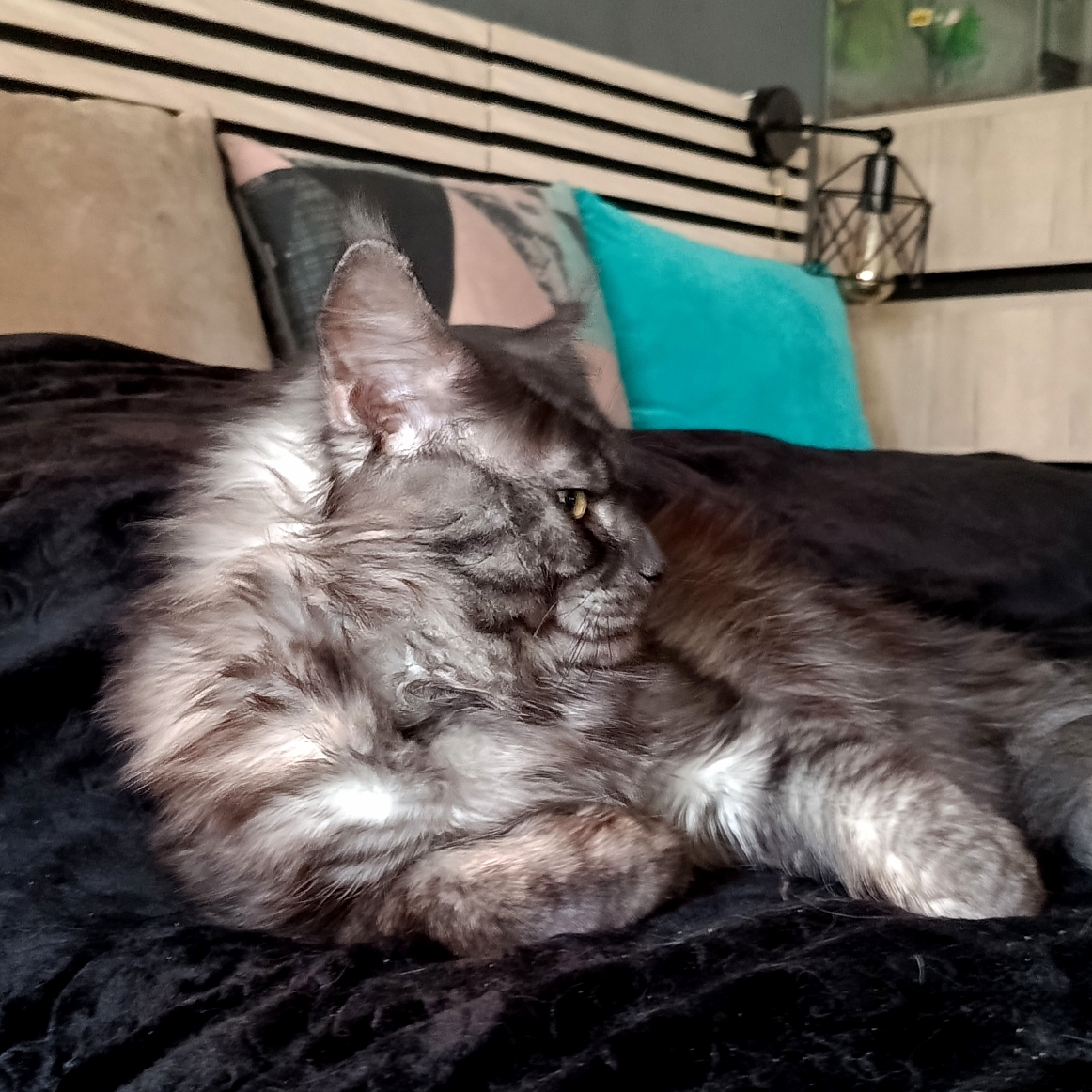 CH. Wolf QuestaBluesBand