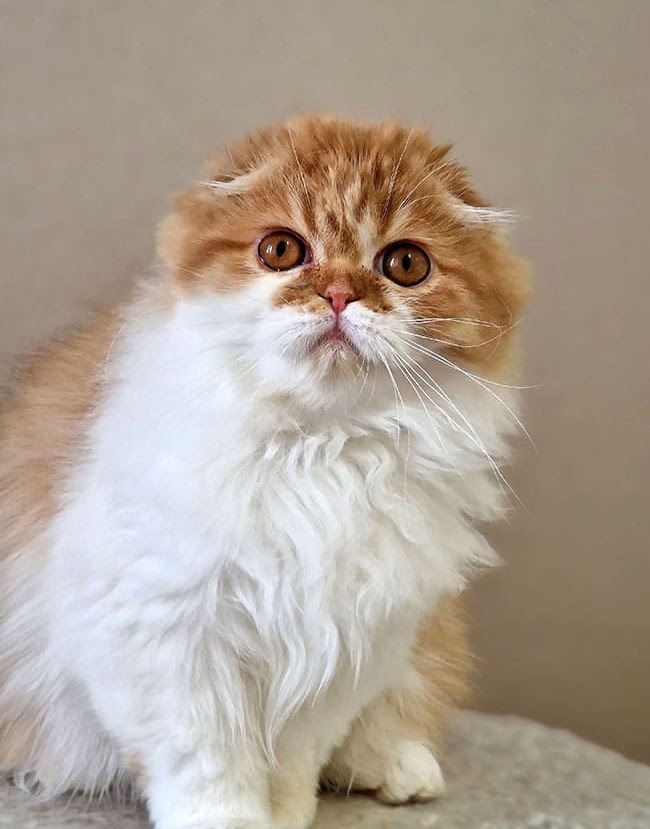 Halva Hitraya Mordashka