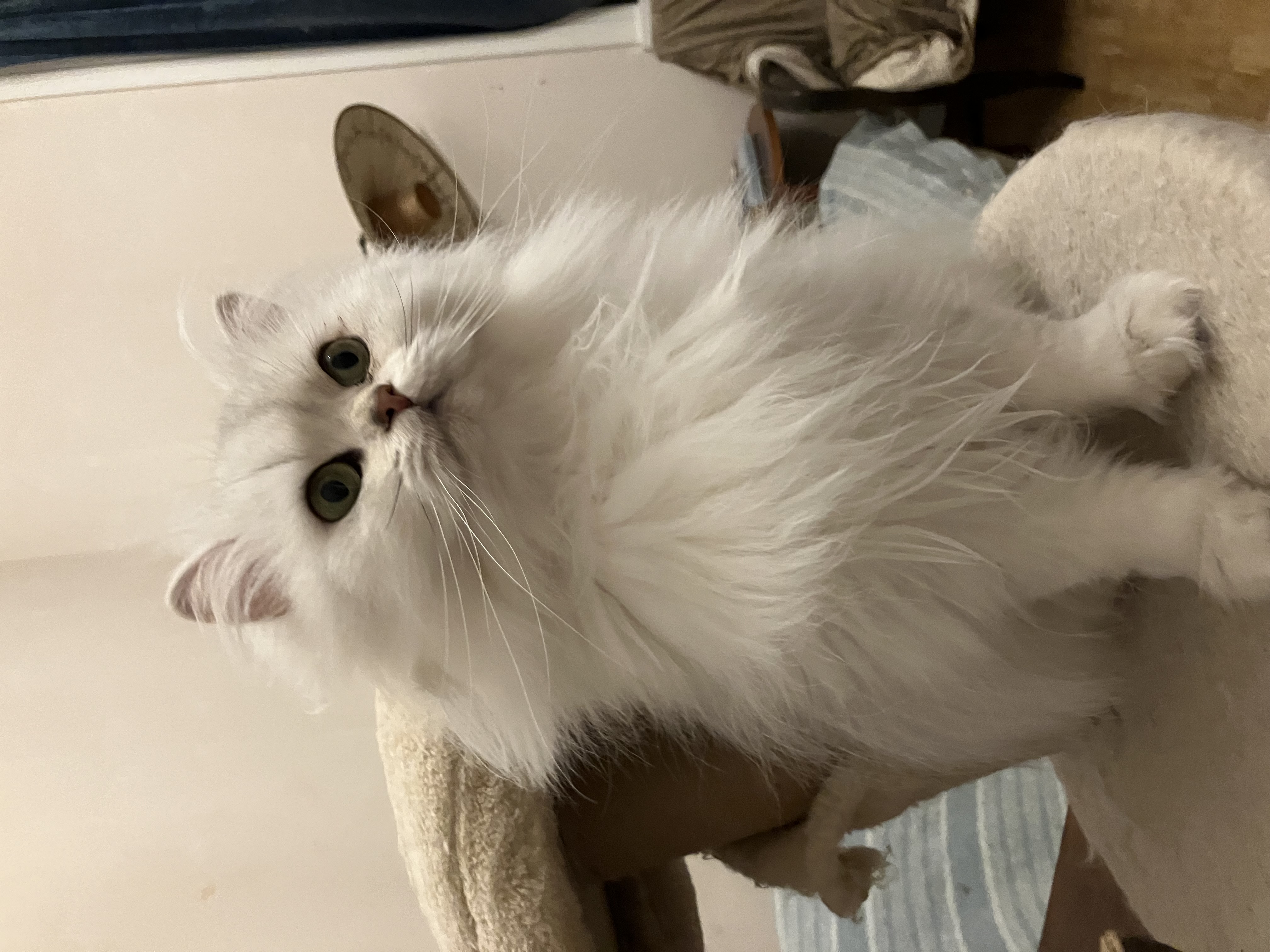 Famiglia Felice Jasmine