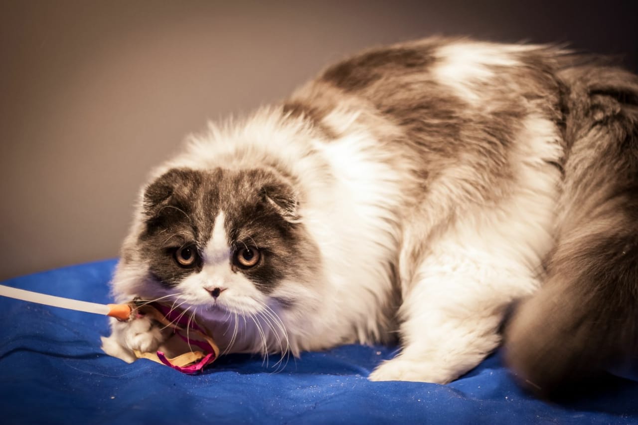 Filip Expensive Paints