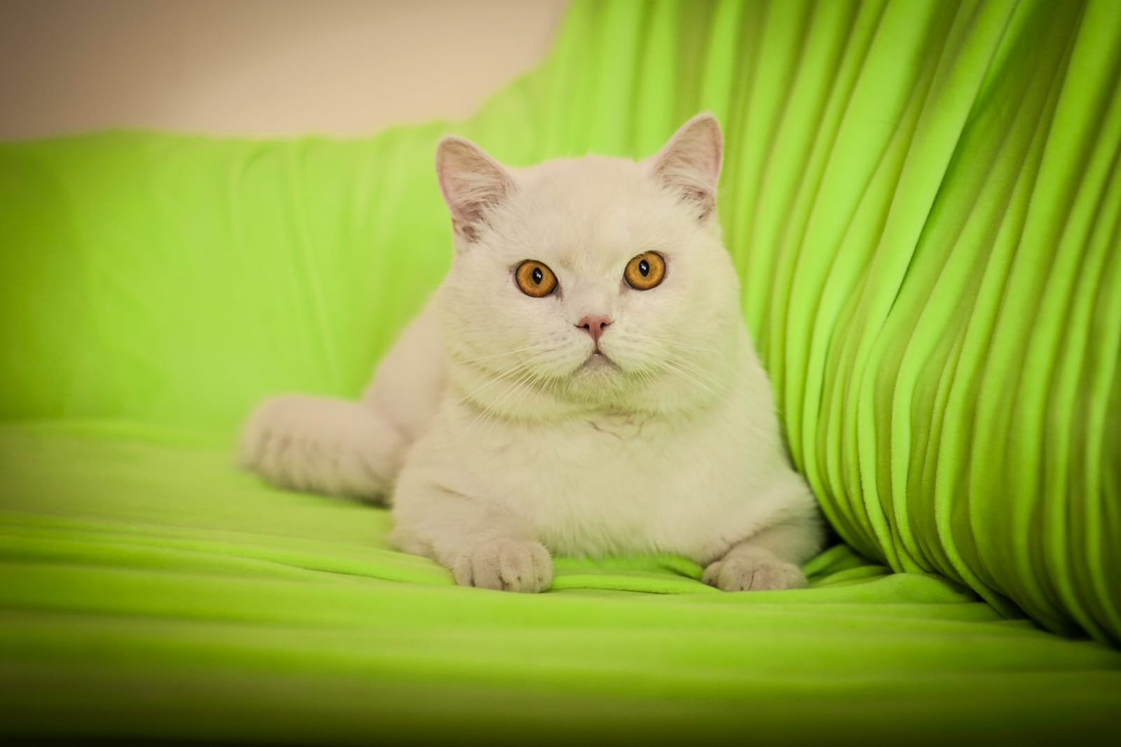 Felix Expensive Paints