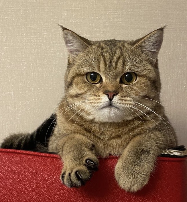 Siena-Asti Halcyon Lullaby