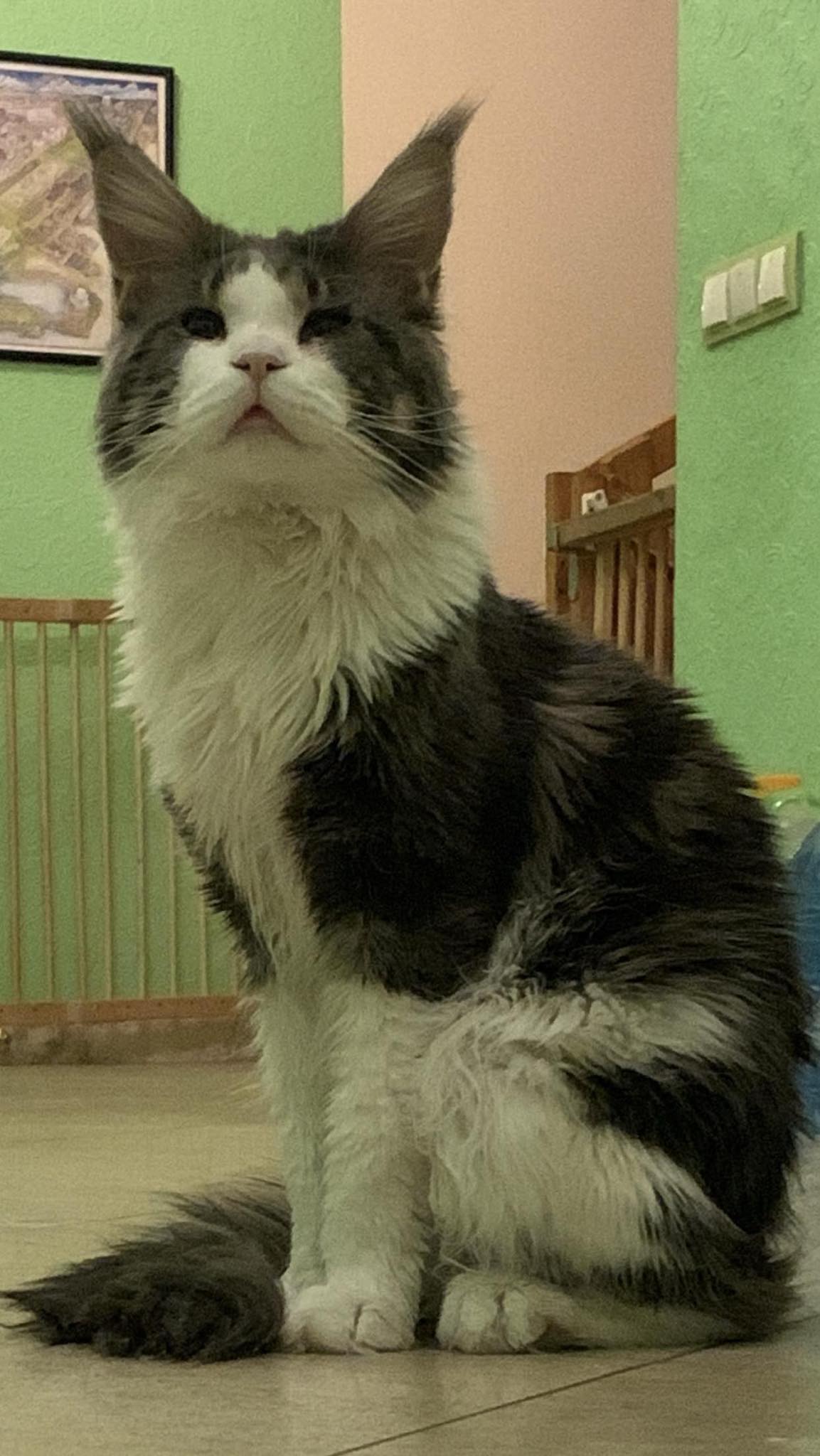 Purring Cats Adonis Lev