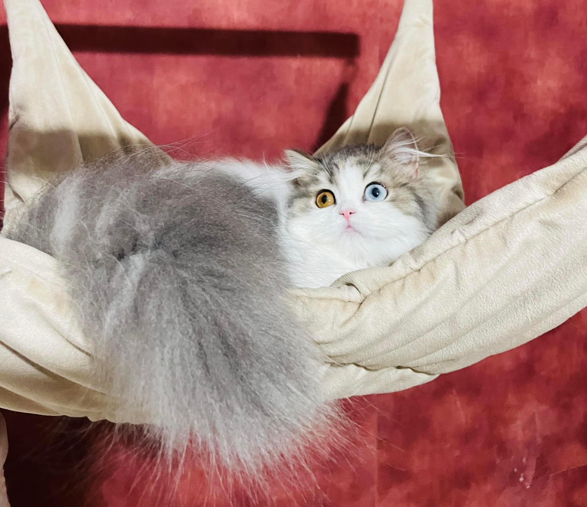 CH. Varnais Beautiful Princess of Il Tempio di Bastet