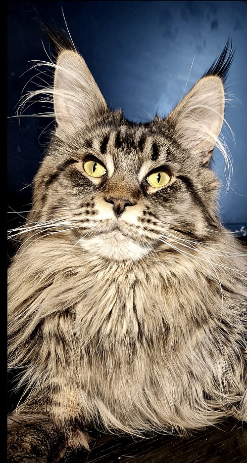 CH. Jazz Maritaicor fortuna