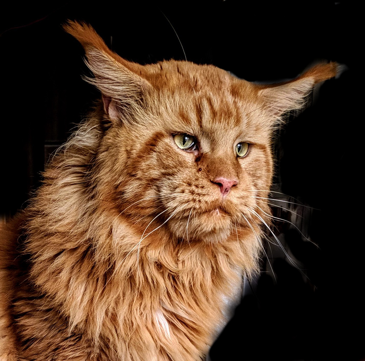 GICH. Celentano TRI-D from Paradise Garden