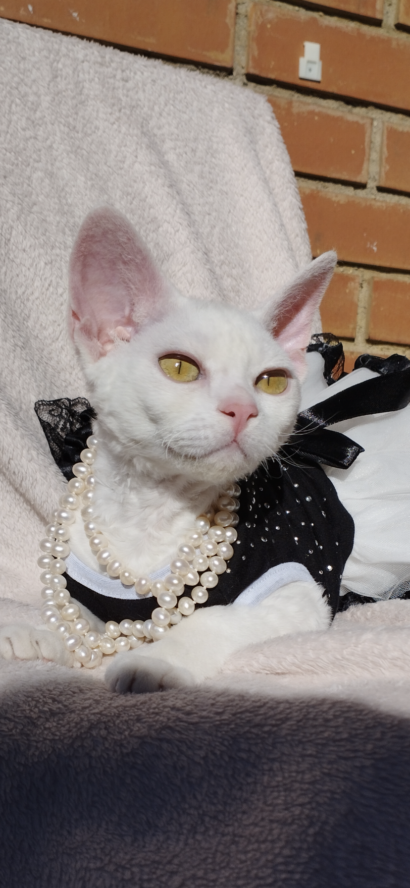 Chanel benzaiten Rex