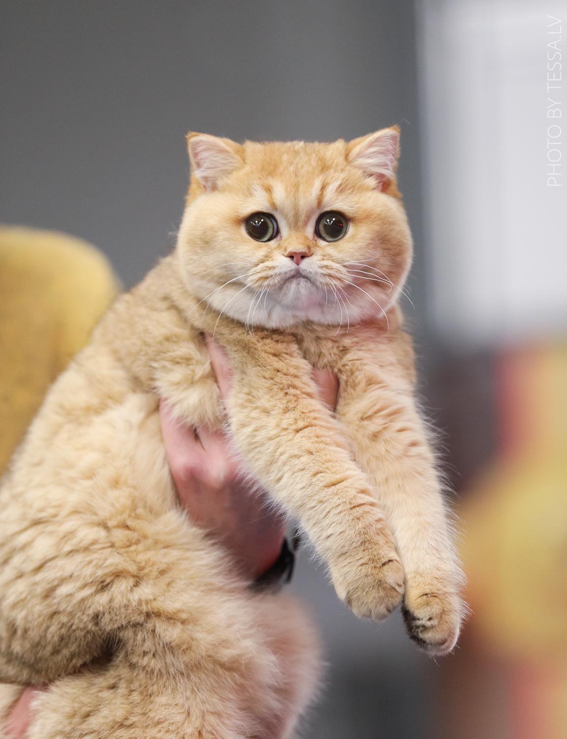 JCH. Briana Amber Villard