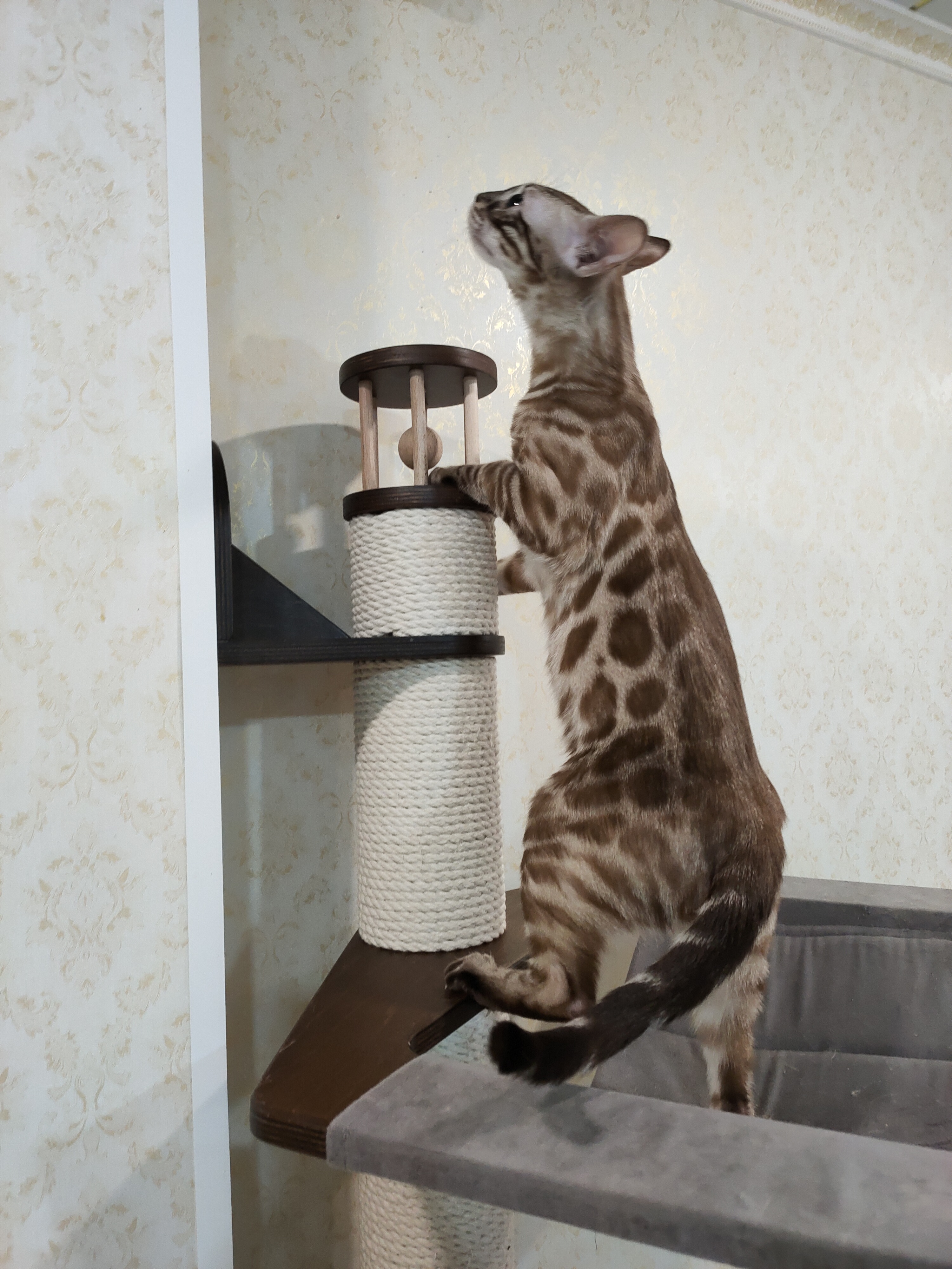 Master, CH. Queen of fashion BenQueen