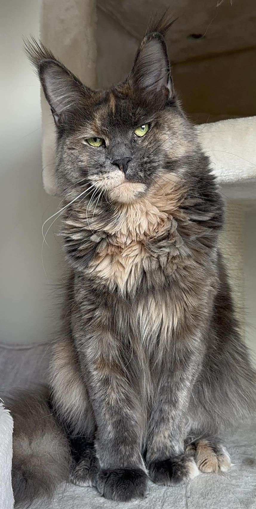 JCH. Vivat Glory Ge'Lada