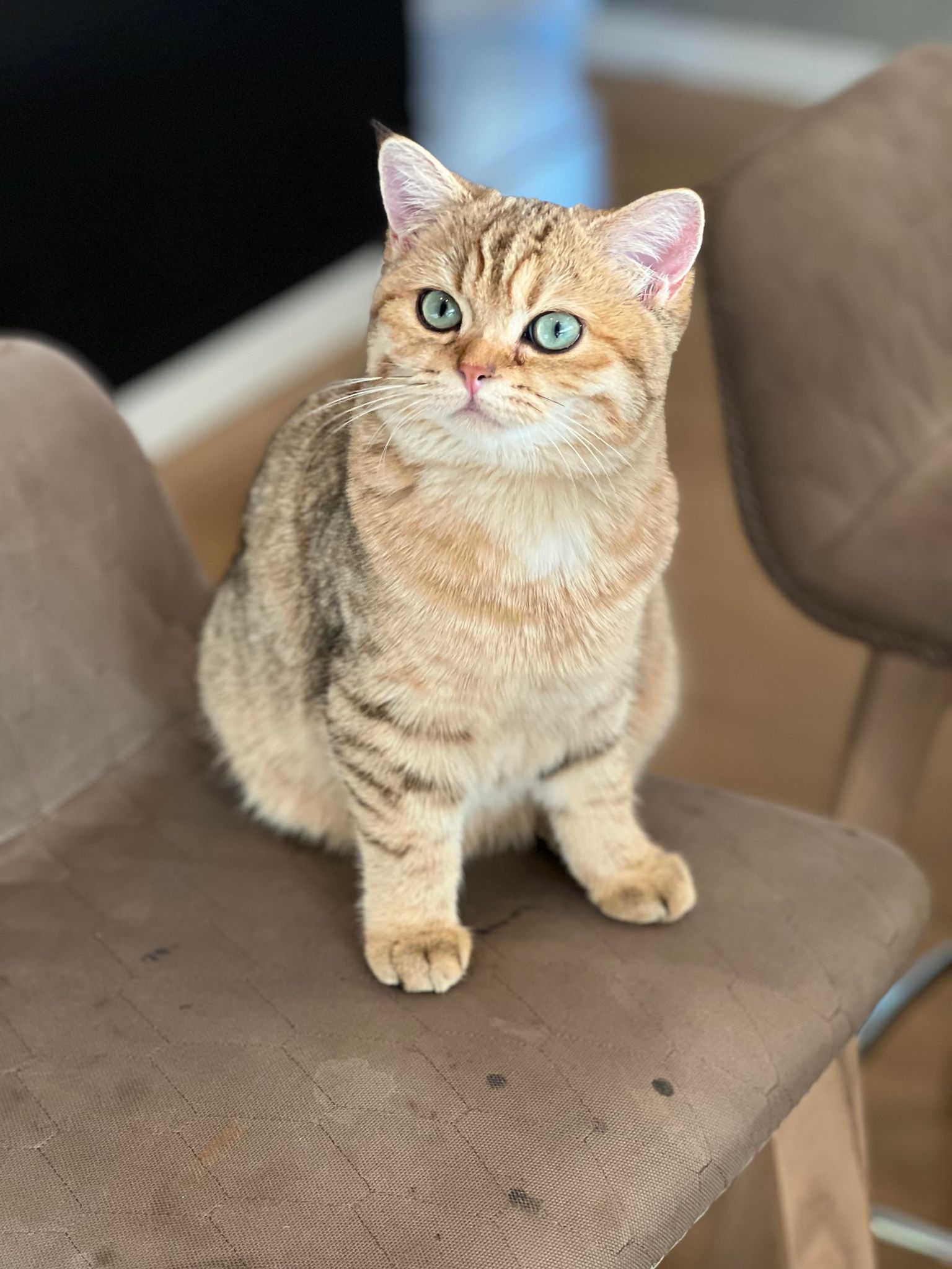 Luxurious Splendors Aria