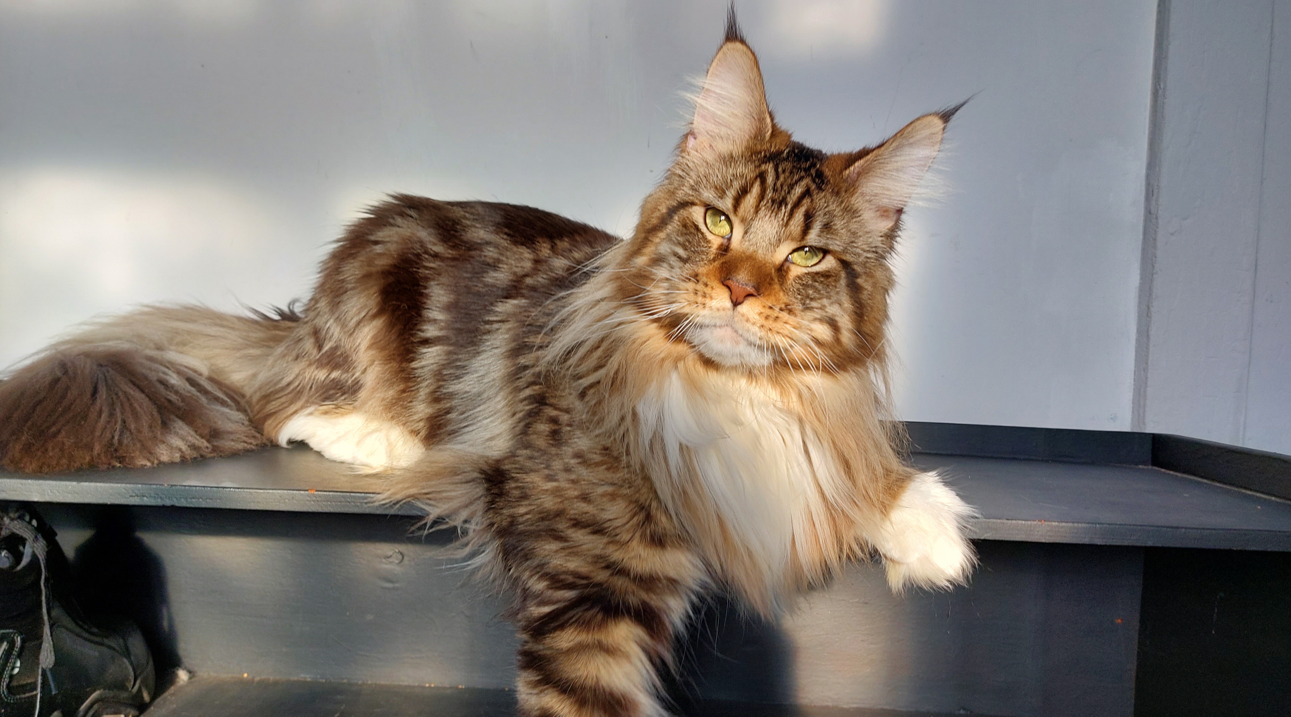 Bodiamlife*UA Ambassador