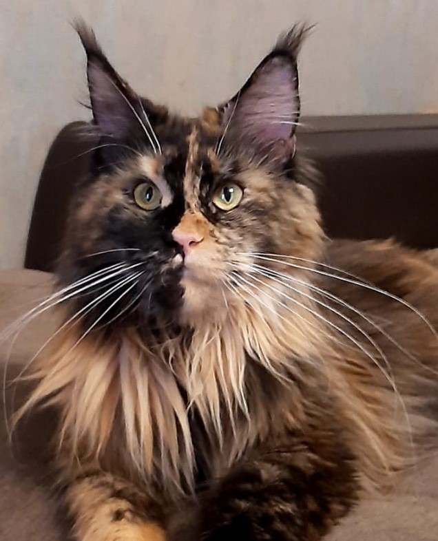 Bright Moon Quinella