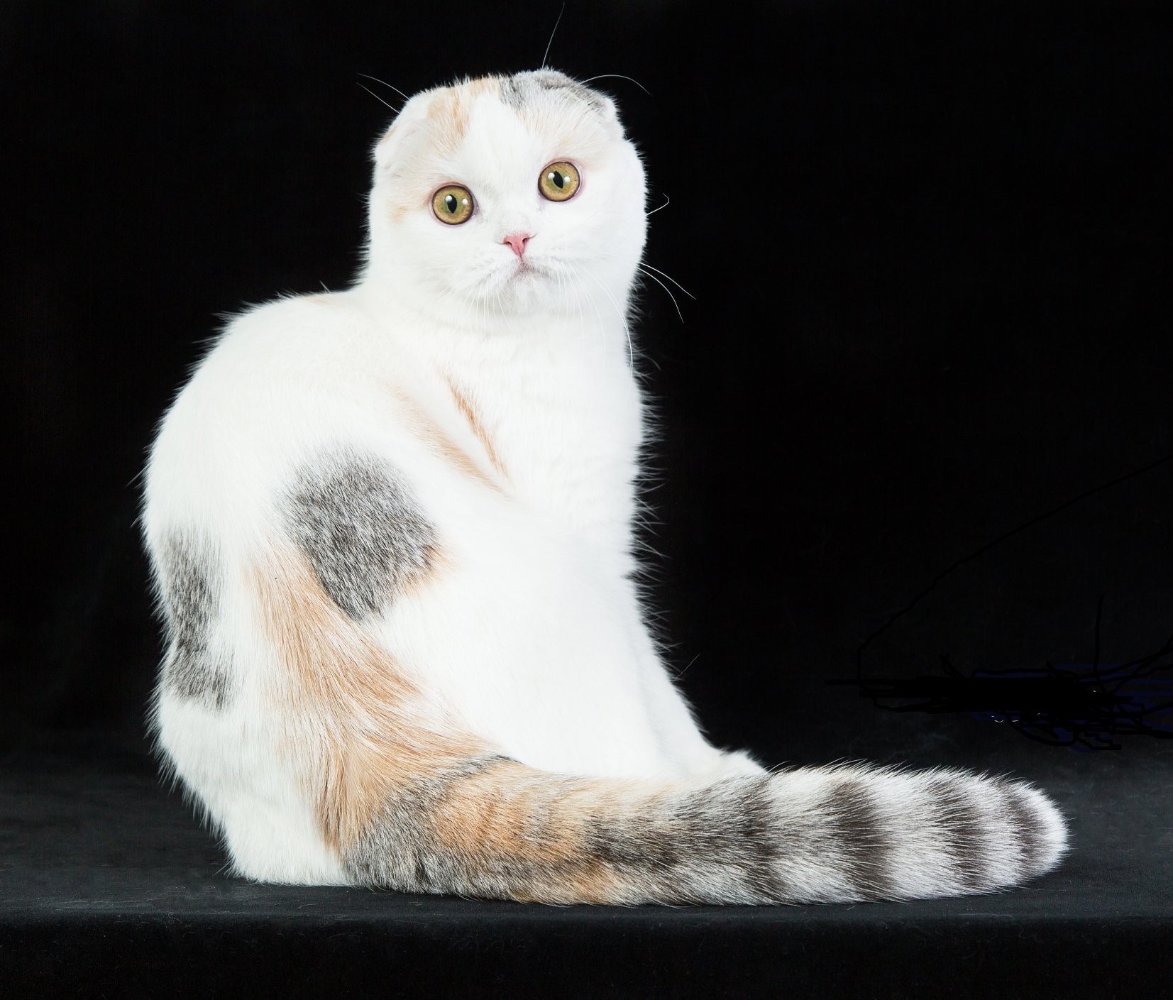 WCH. Rumin Gilda Mio Mio