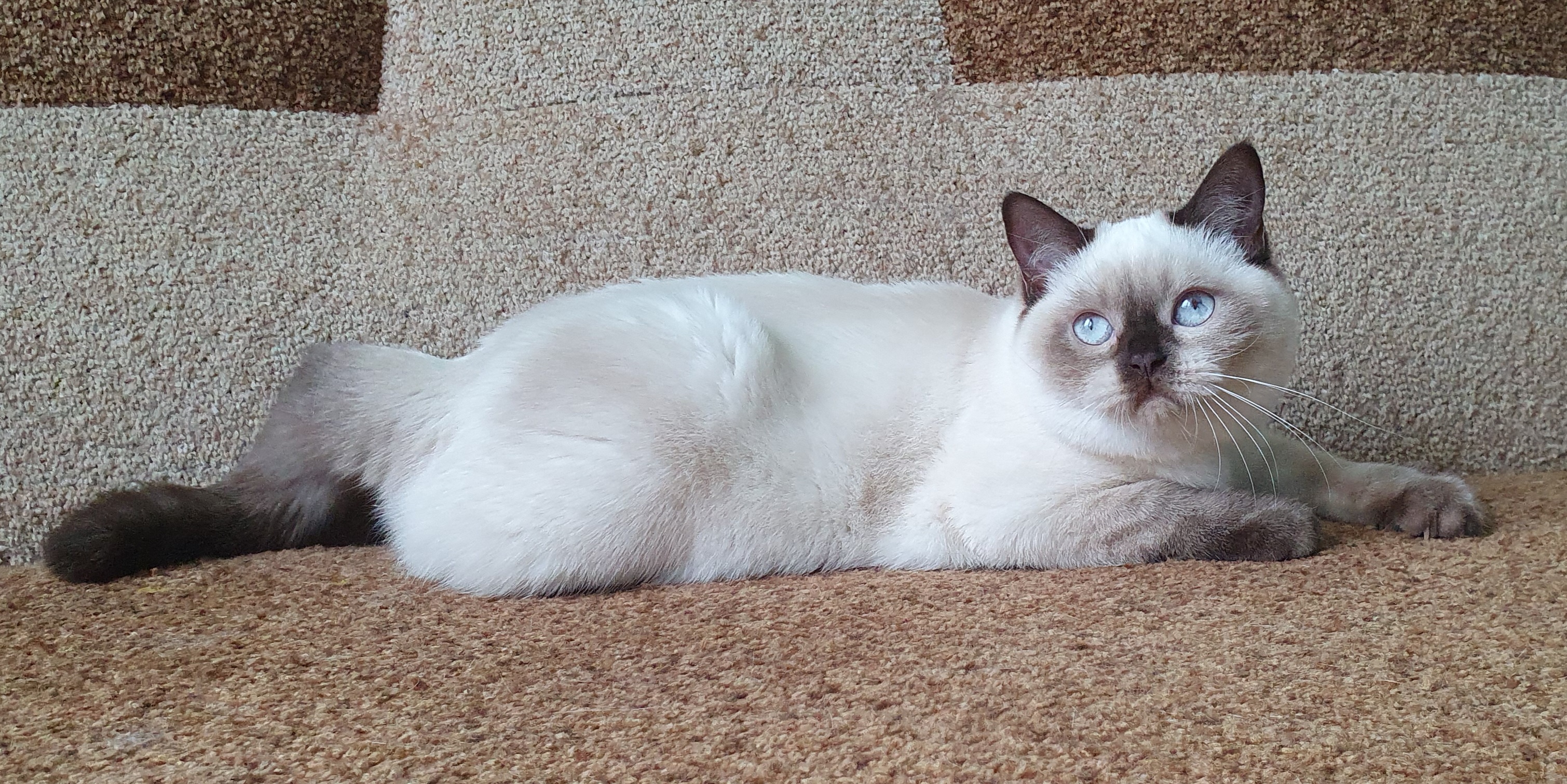 CH. Uriya Gold Bomond