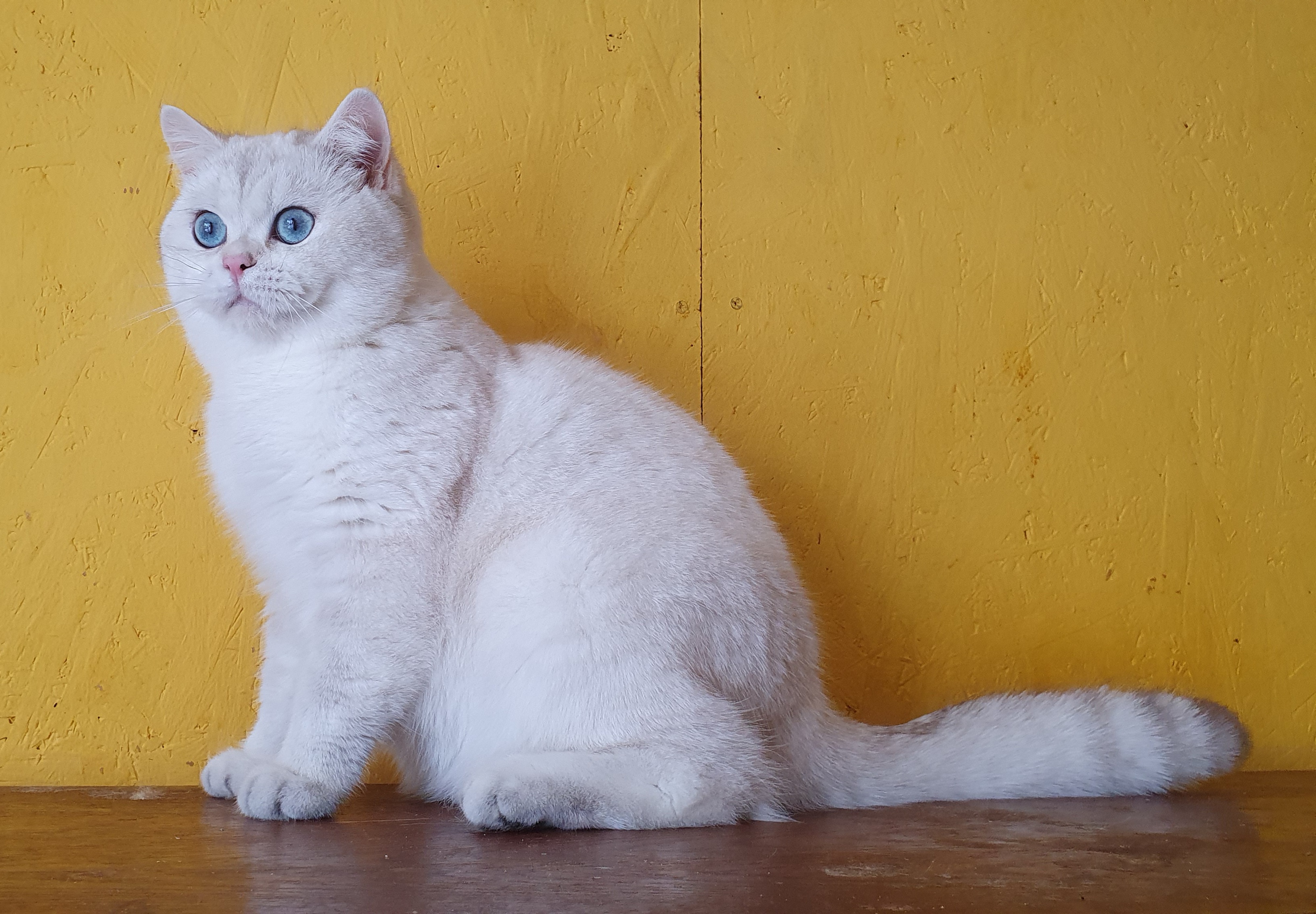 CH. Oskar Gold Bomond
