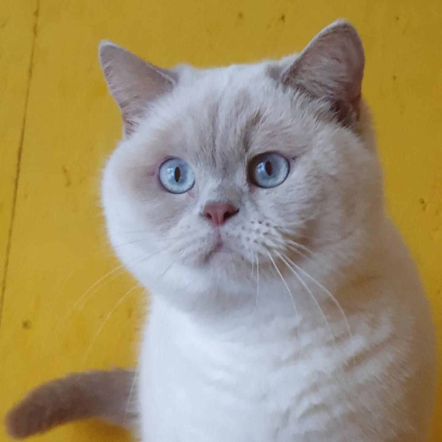 ICH. Umberto Gold Bomond