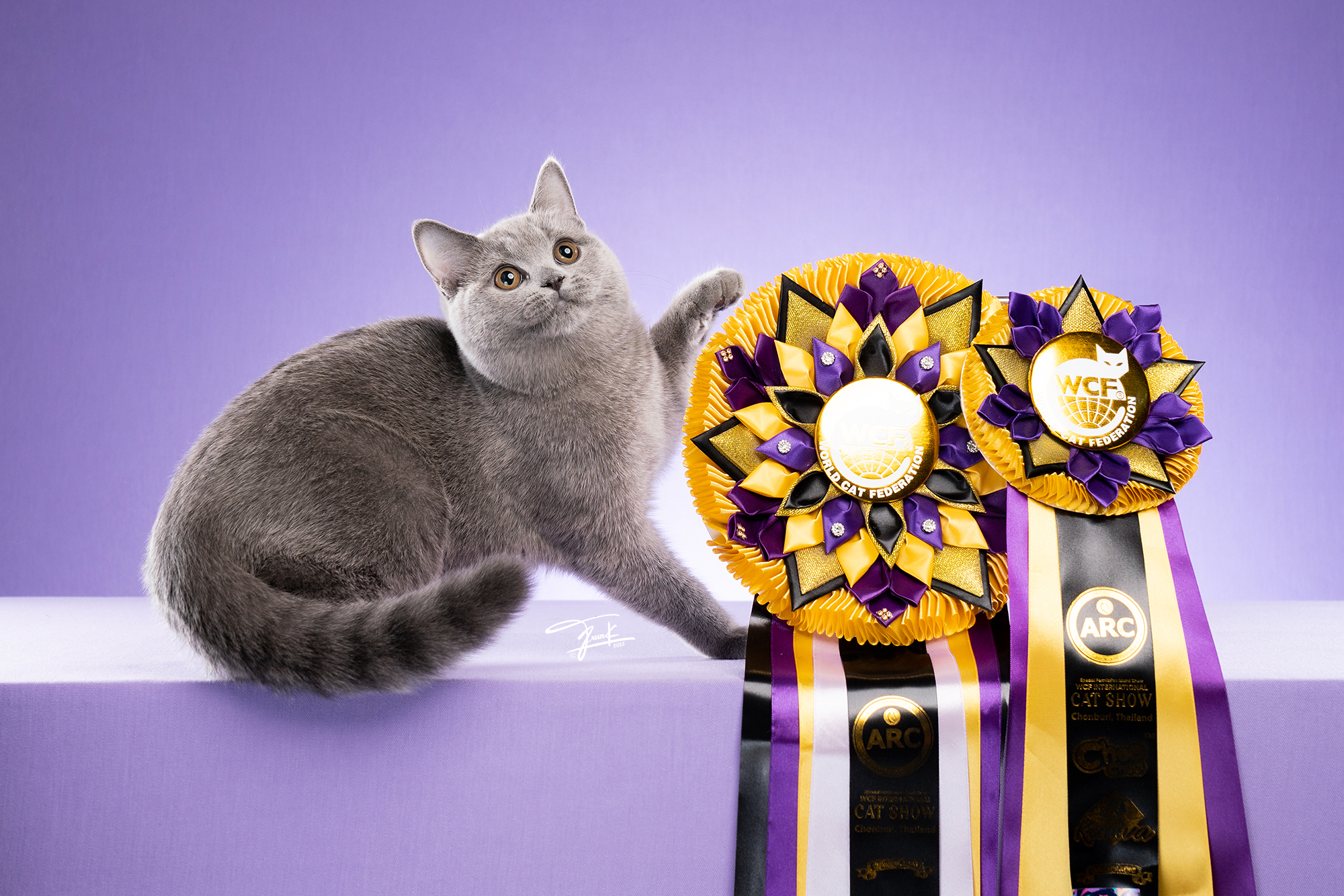 KCH. Alexia of Tona Young