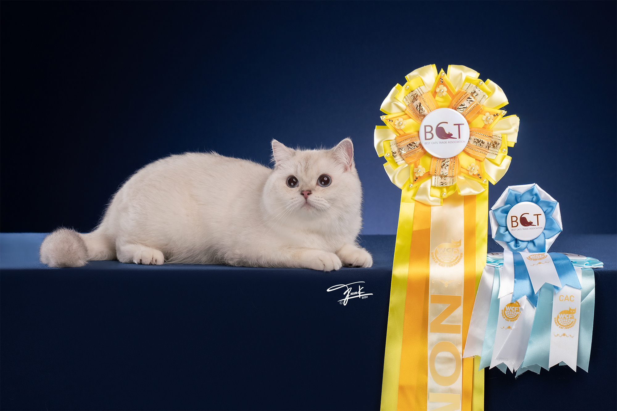 CH. Moomai golden Korat Aunchan