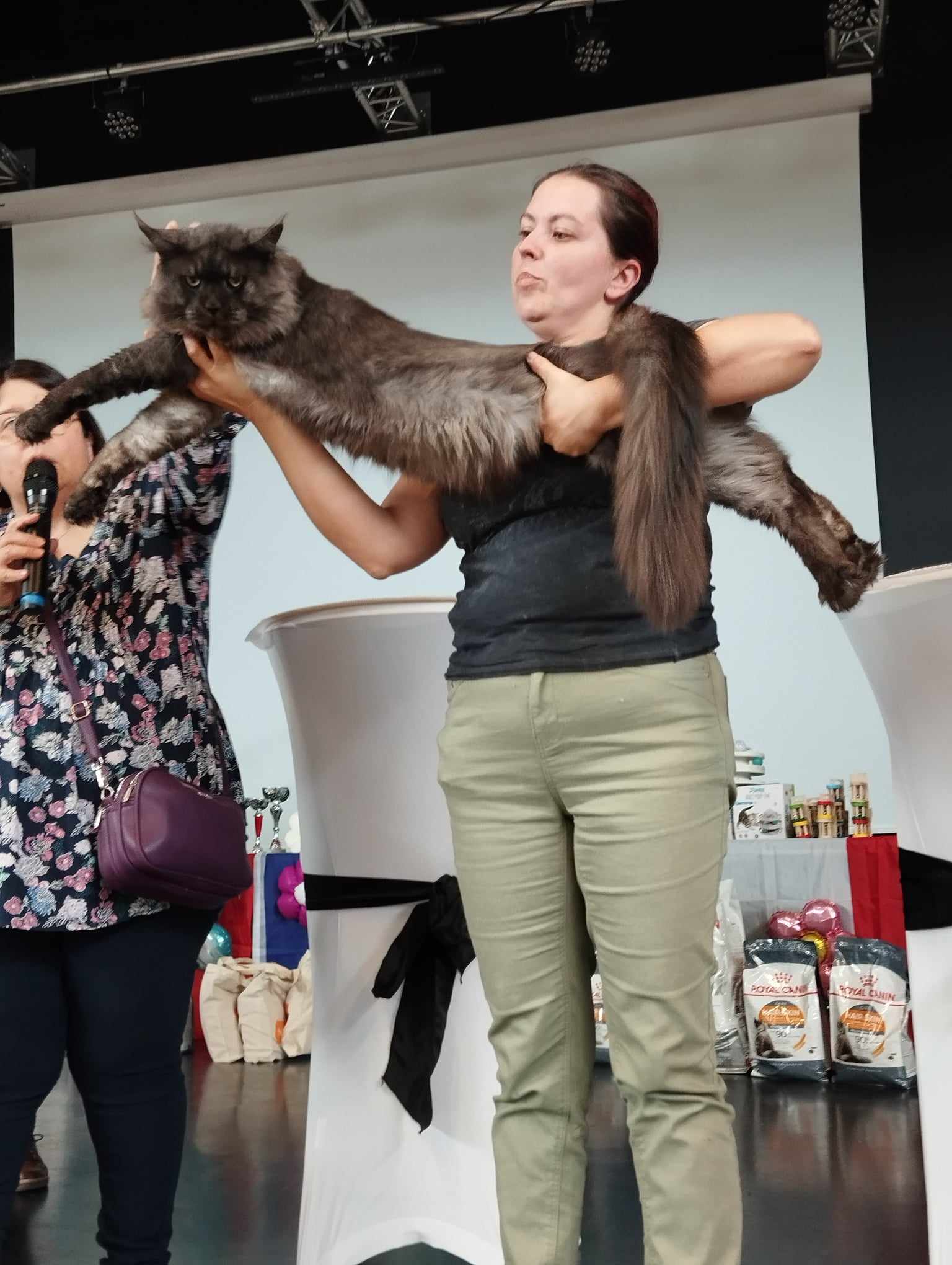 ICH. Tiger eyes of the tiger