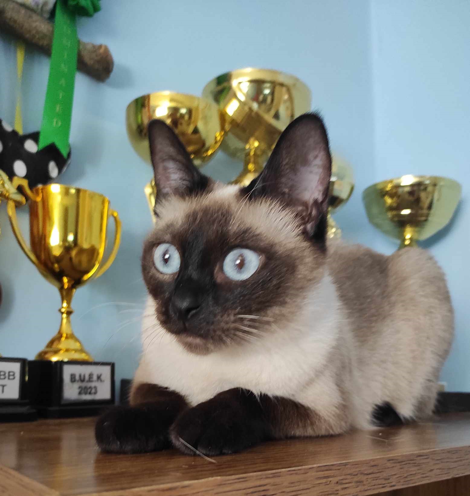 CH. Bolender Family's Beatrice