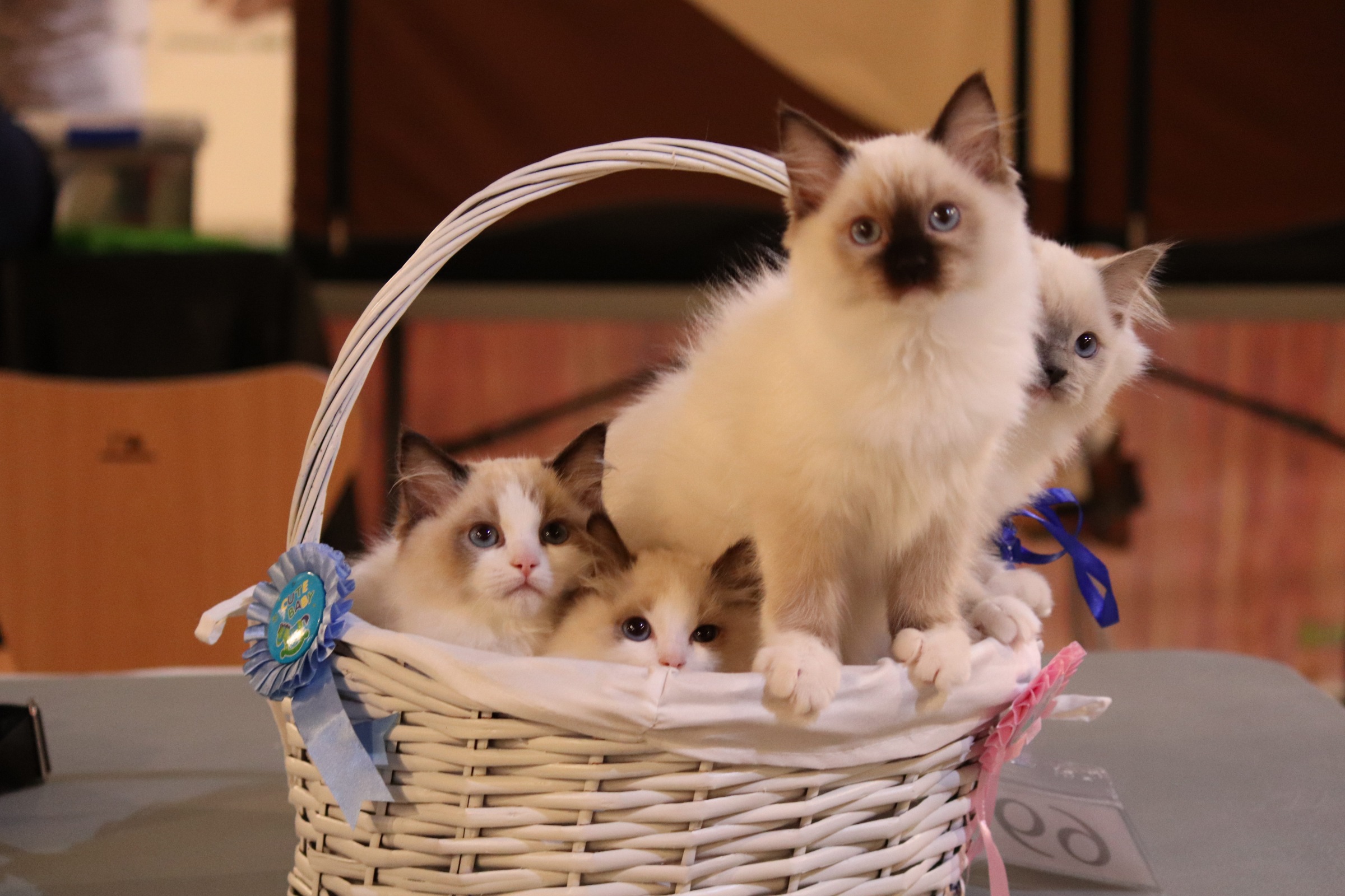 Bombón de Olloqui-Neko