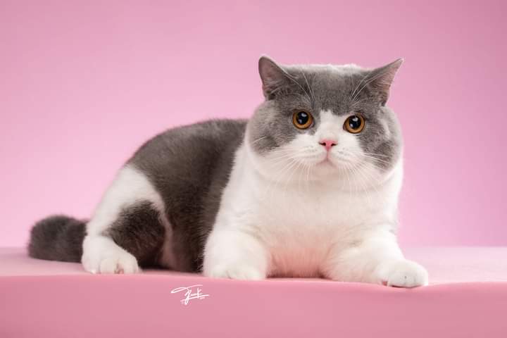 Maha Ice's Mahasamut