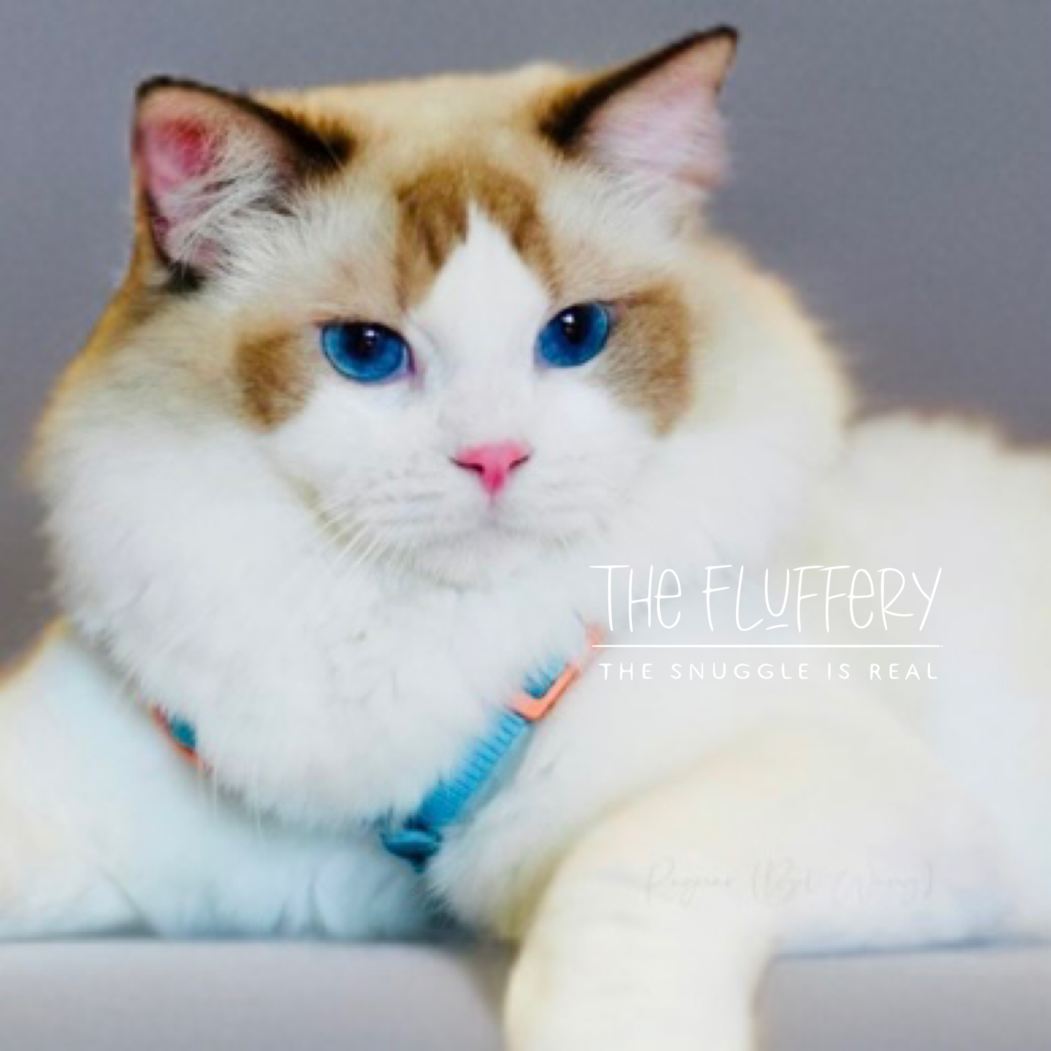 KCH. Q. dallwenLee Ragnar