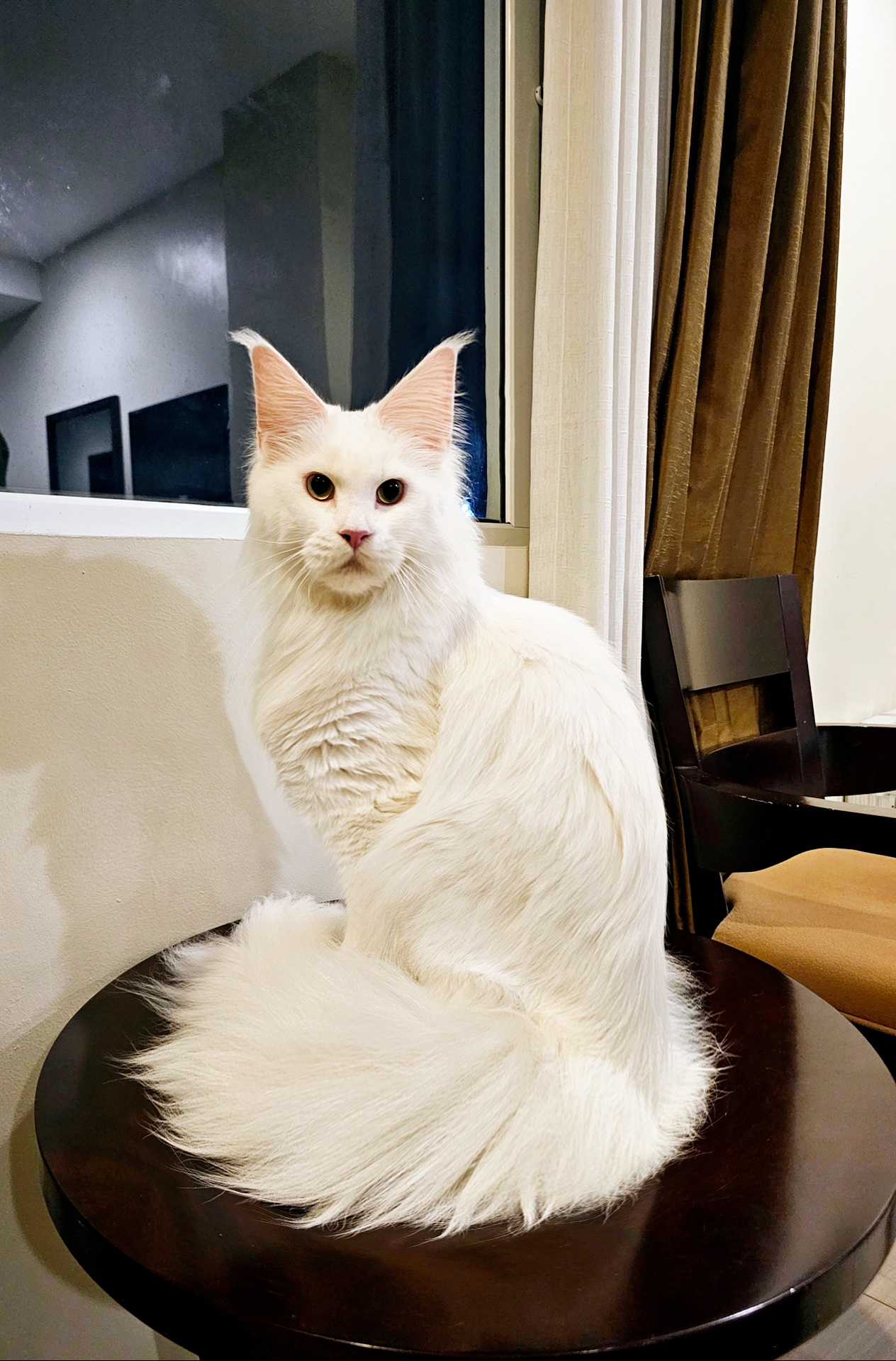 IPR. Vera Felicita Angel