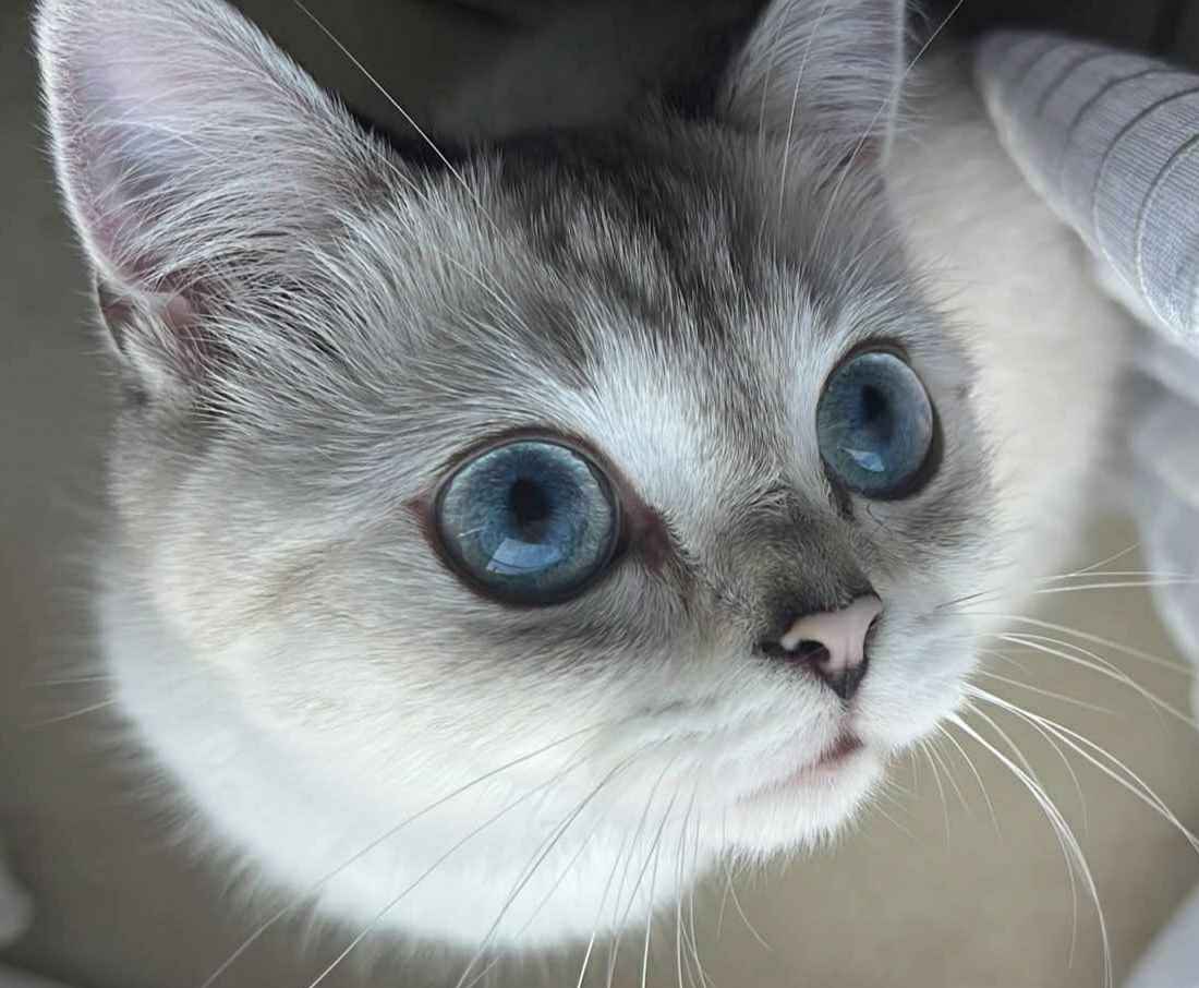 PRECIOUS SAPHIRE YUKI