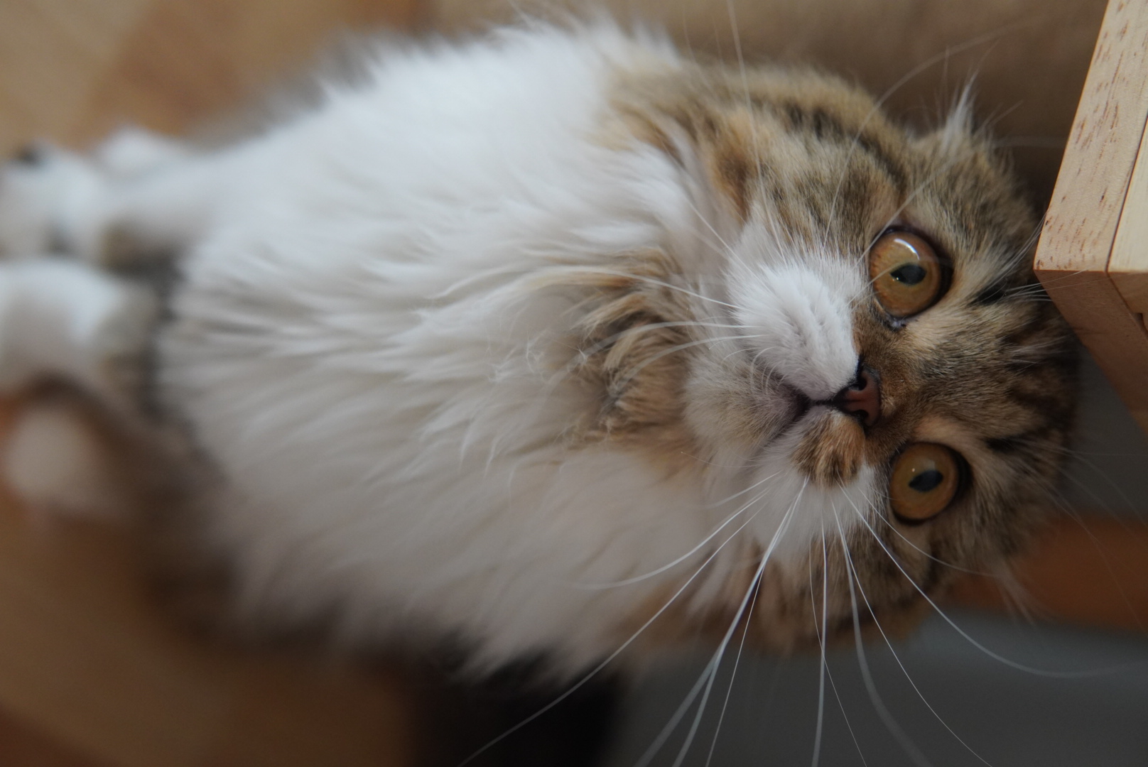 MonkeySha's Lux Pla Kao