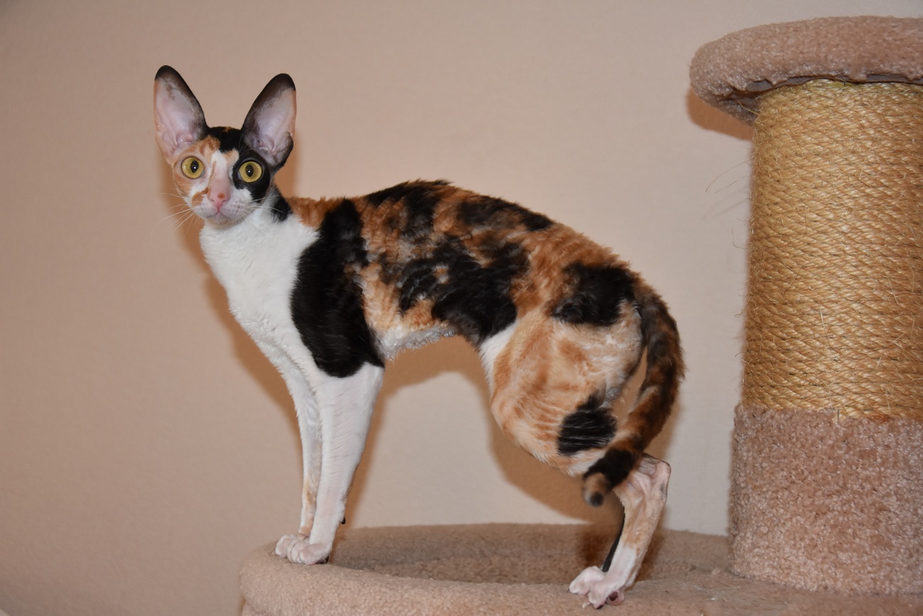 CH. D'juliet of Genteel House