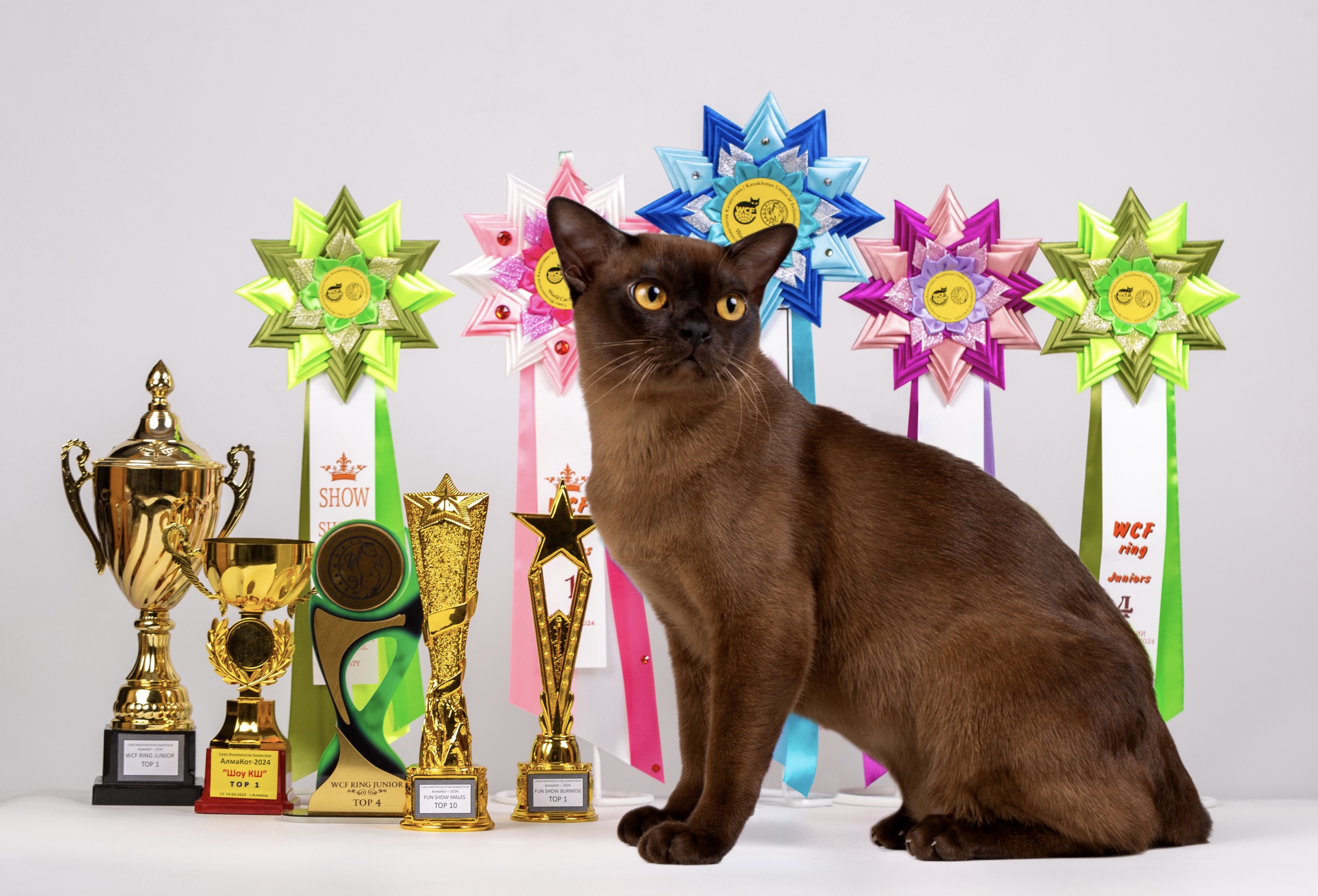 CH. Hummer Buramure’s