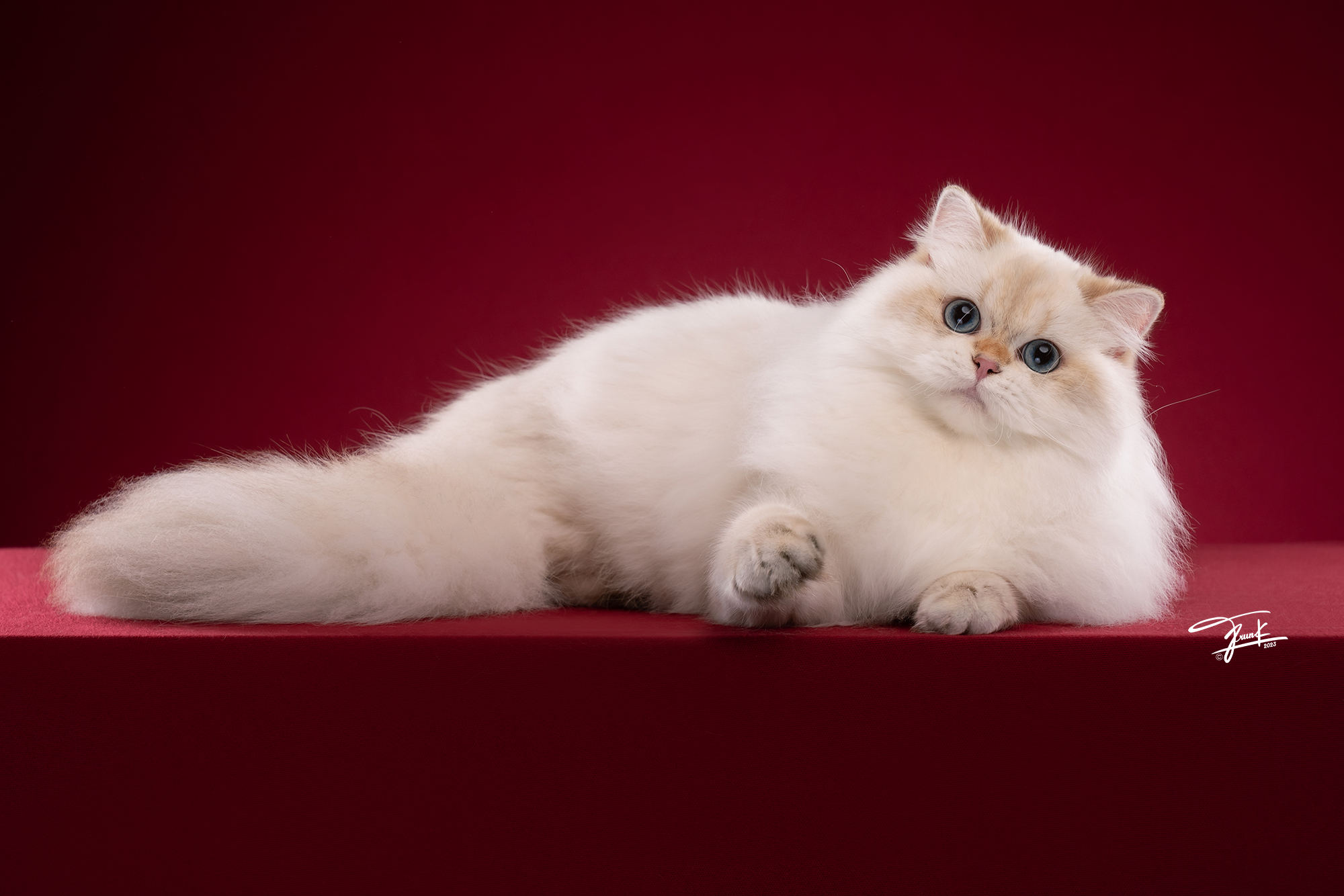 JCH. Cybele of la Bloomin