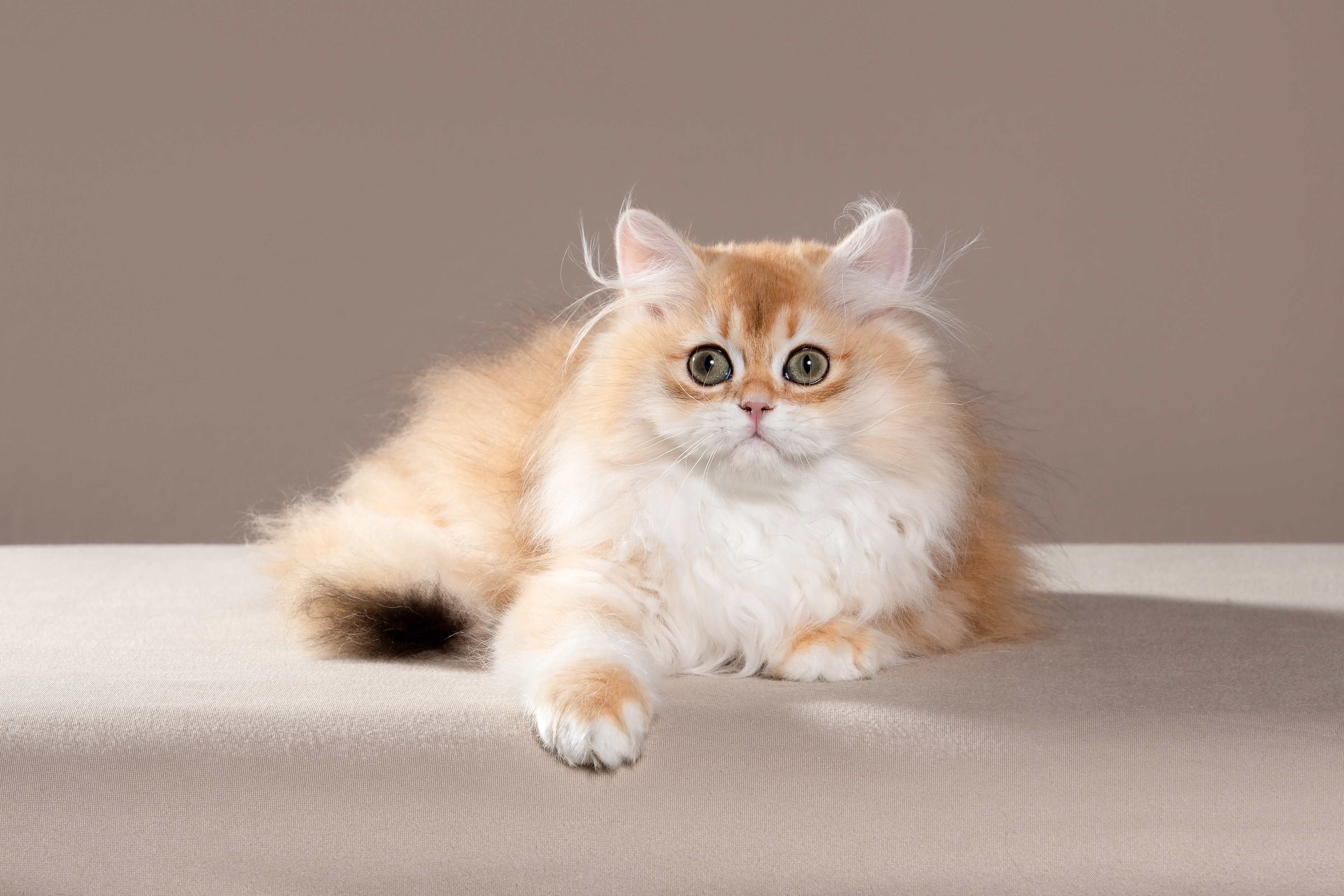 BoldirevAlex Evdokim