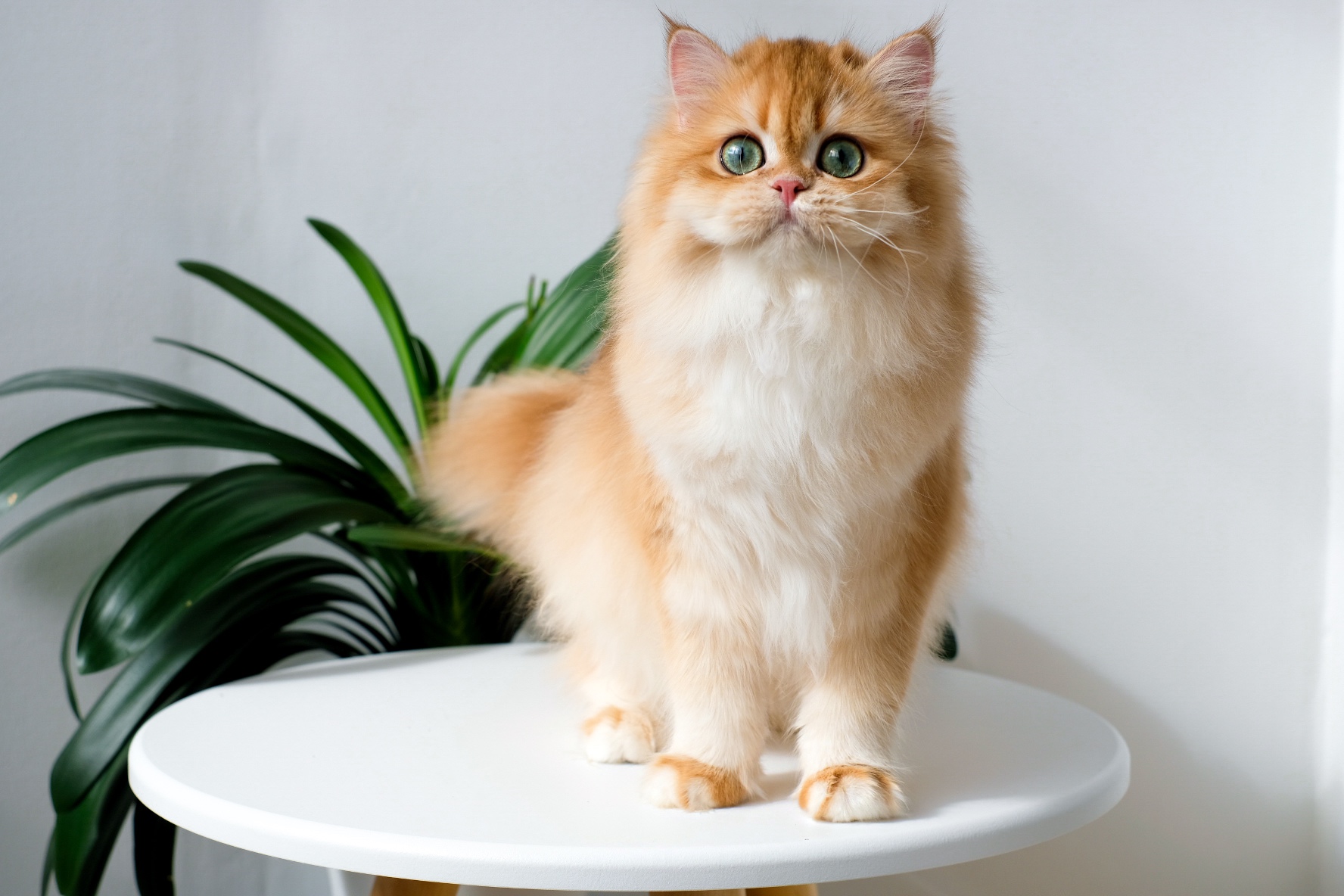 Mimicats Unreal Fanta