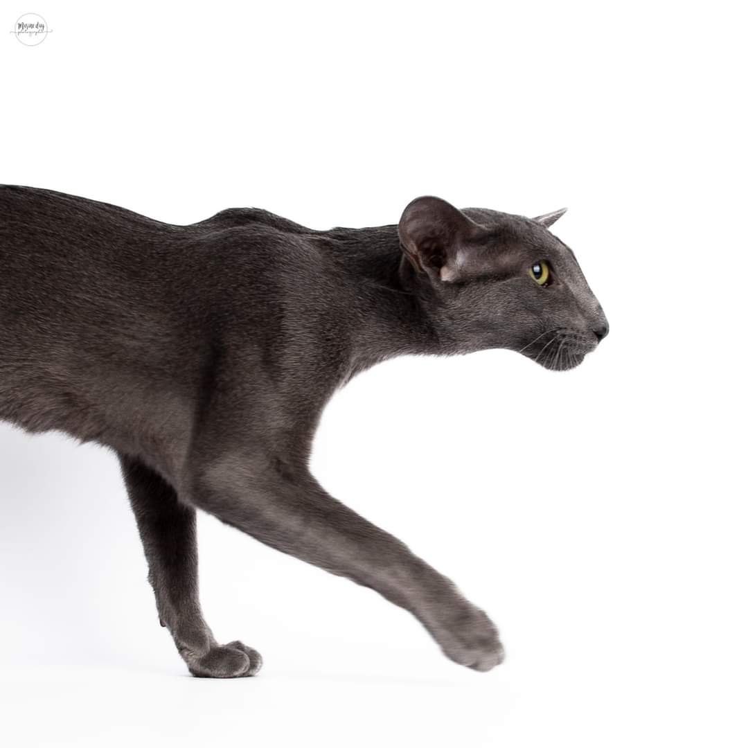 ICH. R'Rhaenys Dorycats*PL