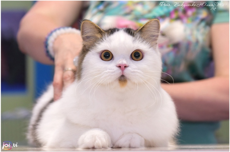 GICH. O*Kay Talisman Marycat